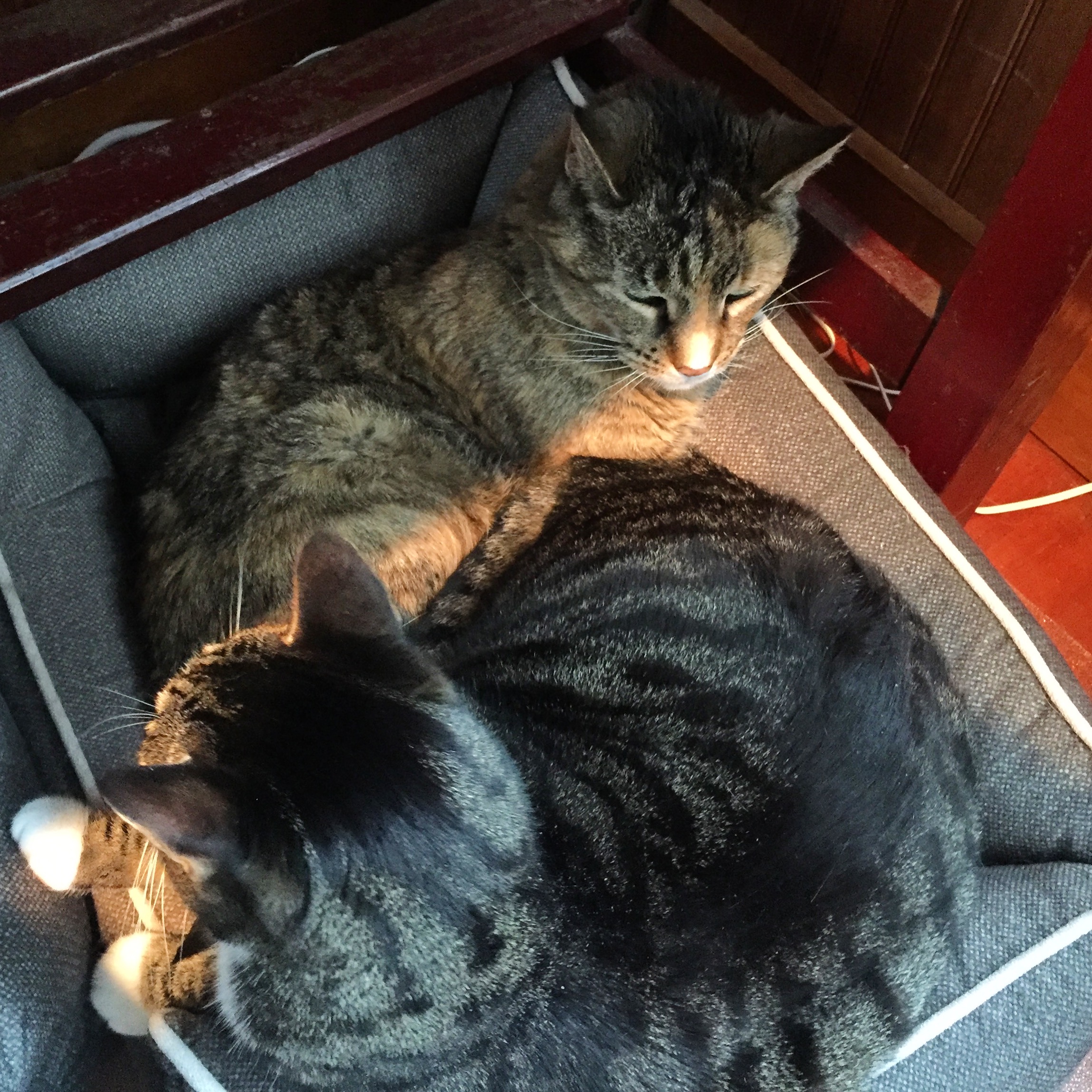 In the morning sun, under my desk.