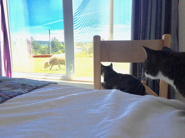 Last summer, two cats watching the action outside