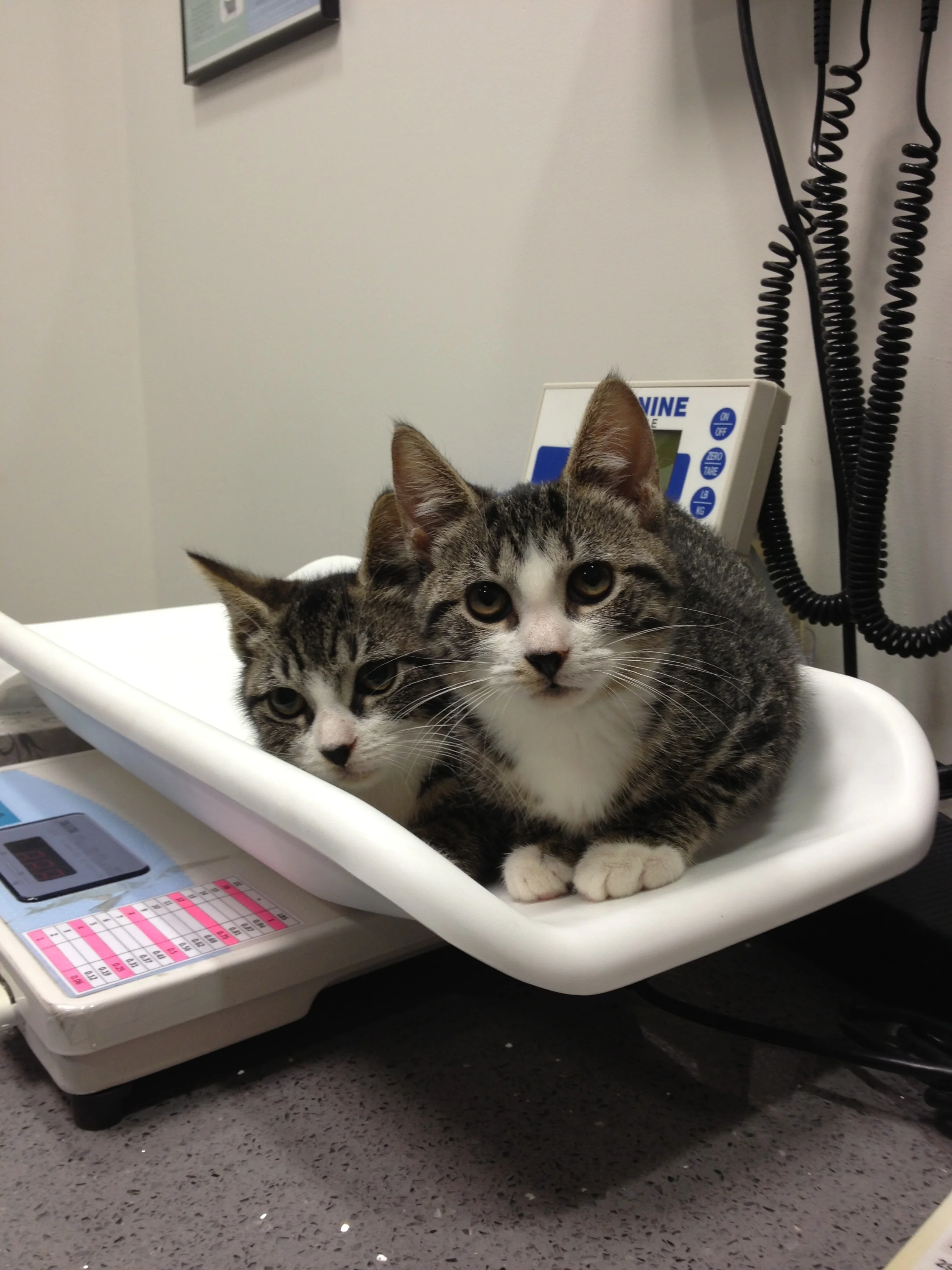 Tim and Emelina, the day I brought them home.