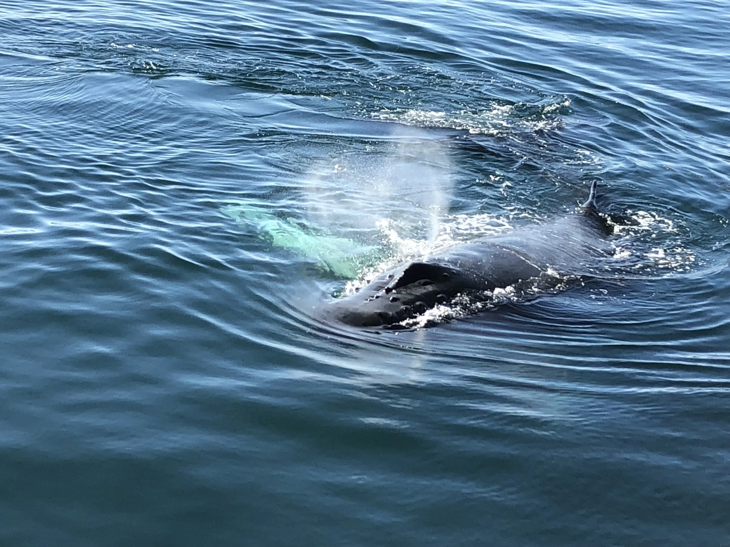 Humpback calf 