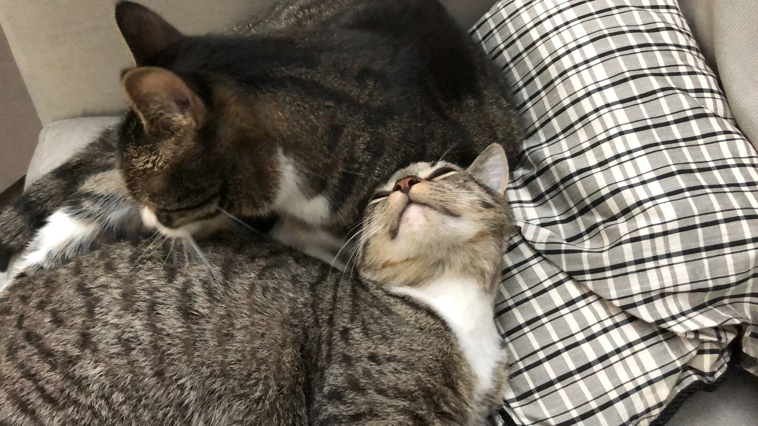 emelina and ivy