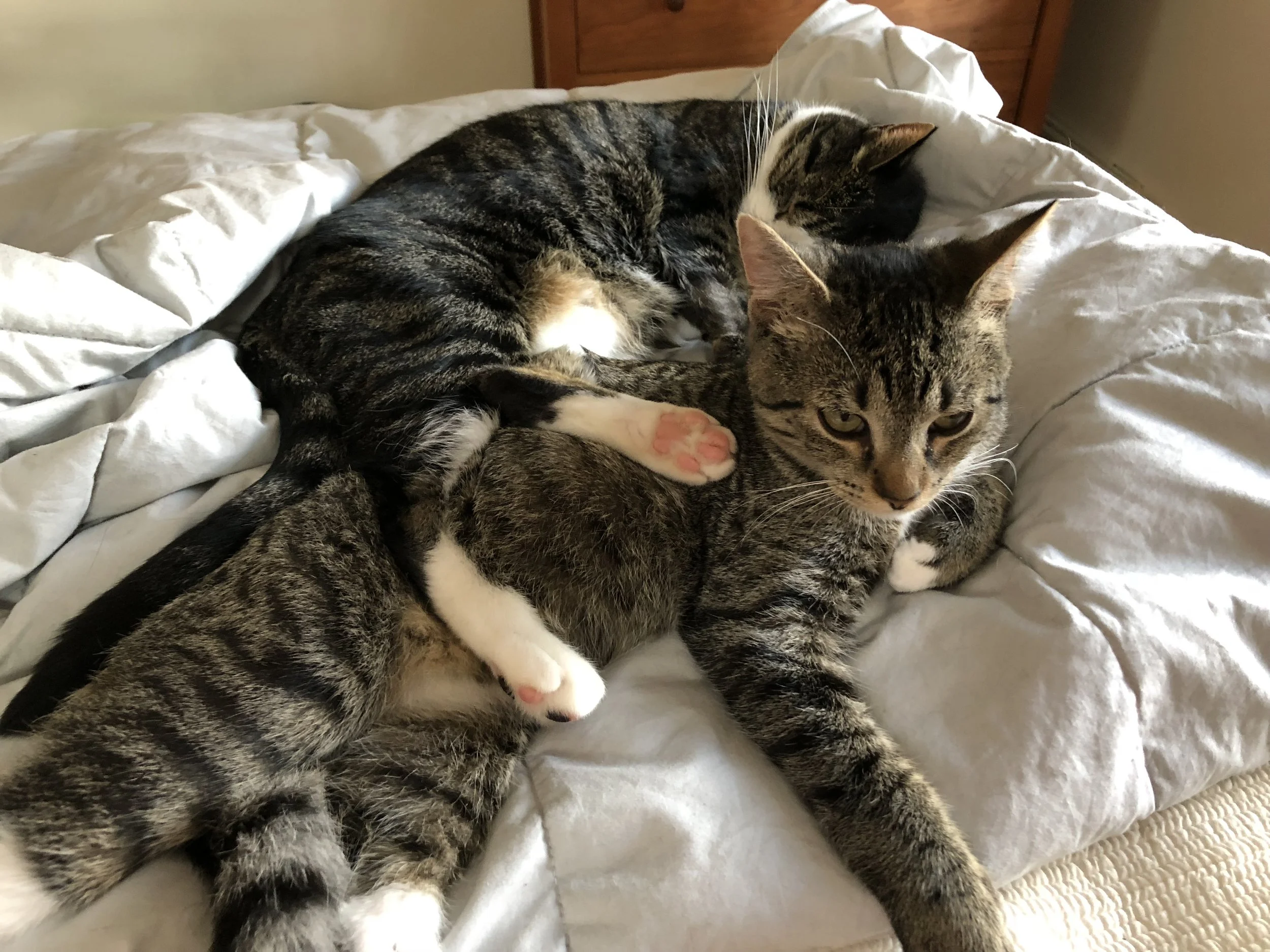 emelina and ivy