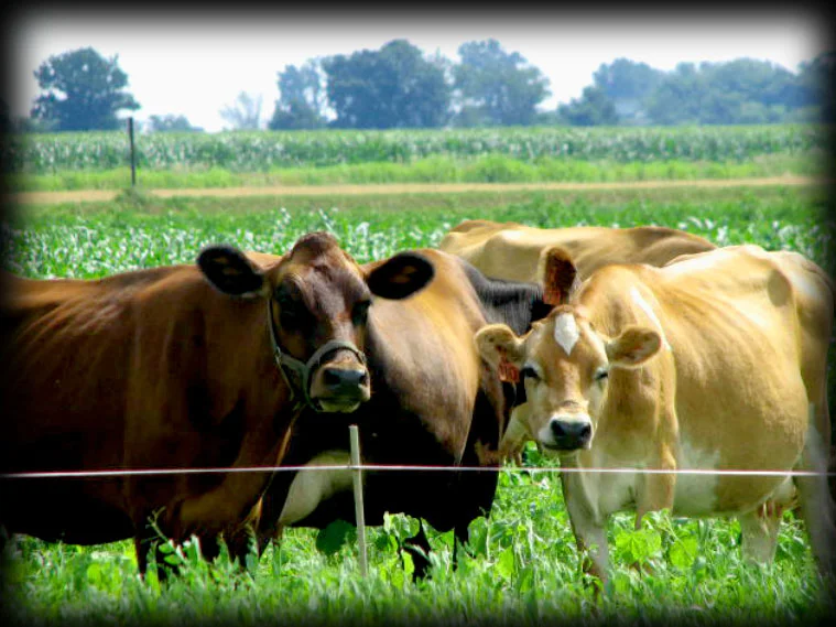 cow6.jpg