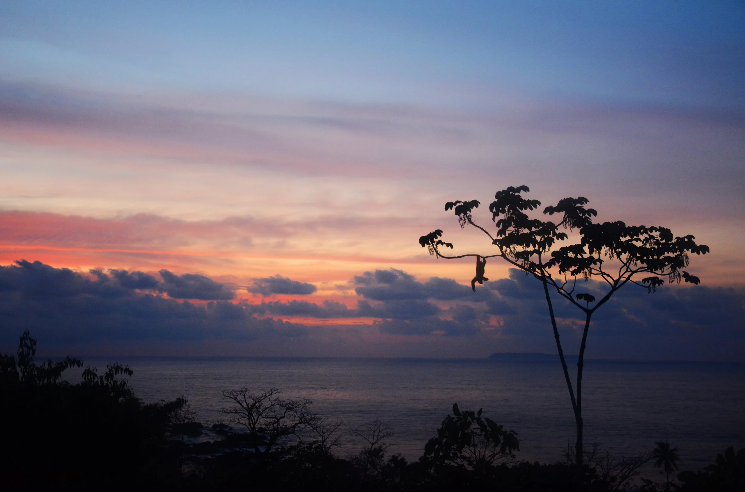 SlothSunset copy.JPG