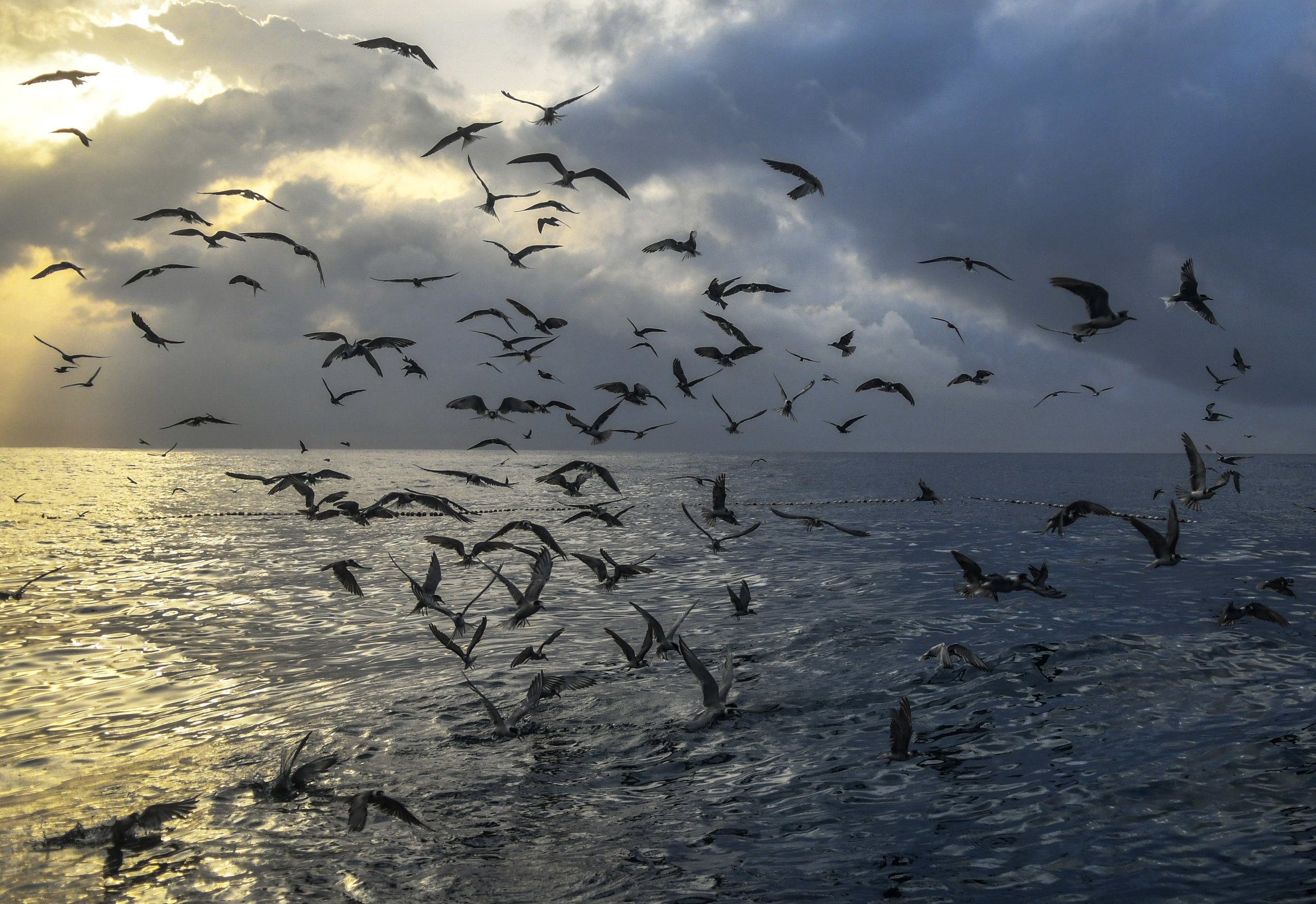  Swarms of Turns and Gulls circle above the nets as the fishermen bring in their nets. The birds will skim the surface, snatching the confused fish that come to the surface looking to escape from the encircling net below. 