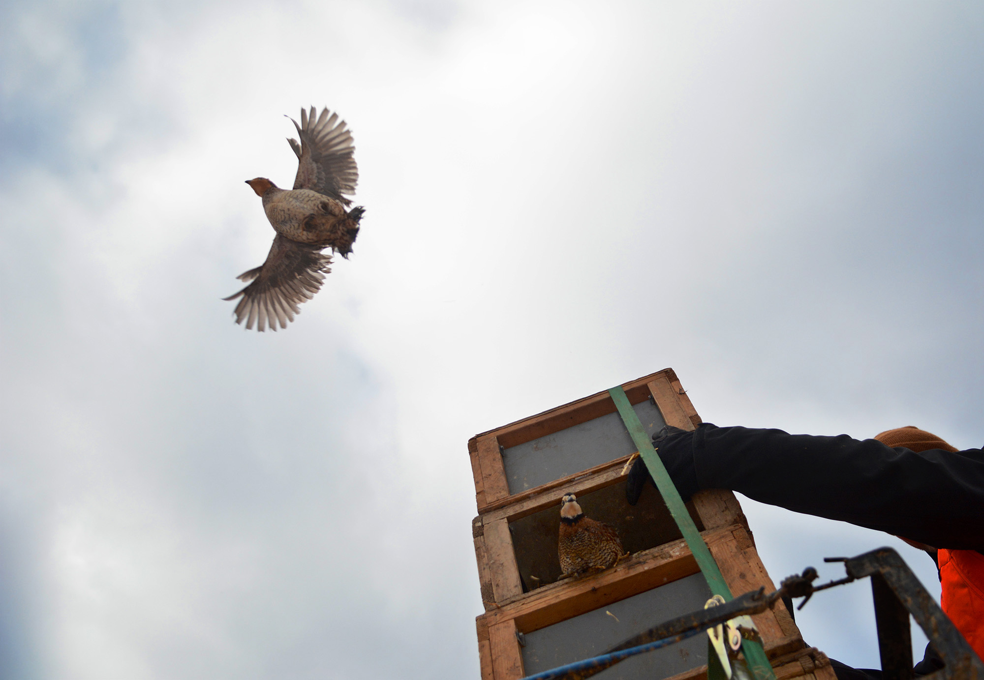  Quail are released into Monigold's Upland Bird Hunting Preserve about an hour before the hunters come out to find the newly released birds. 