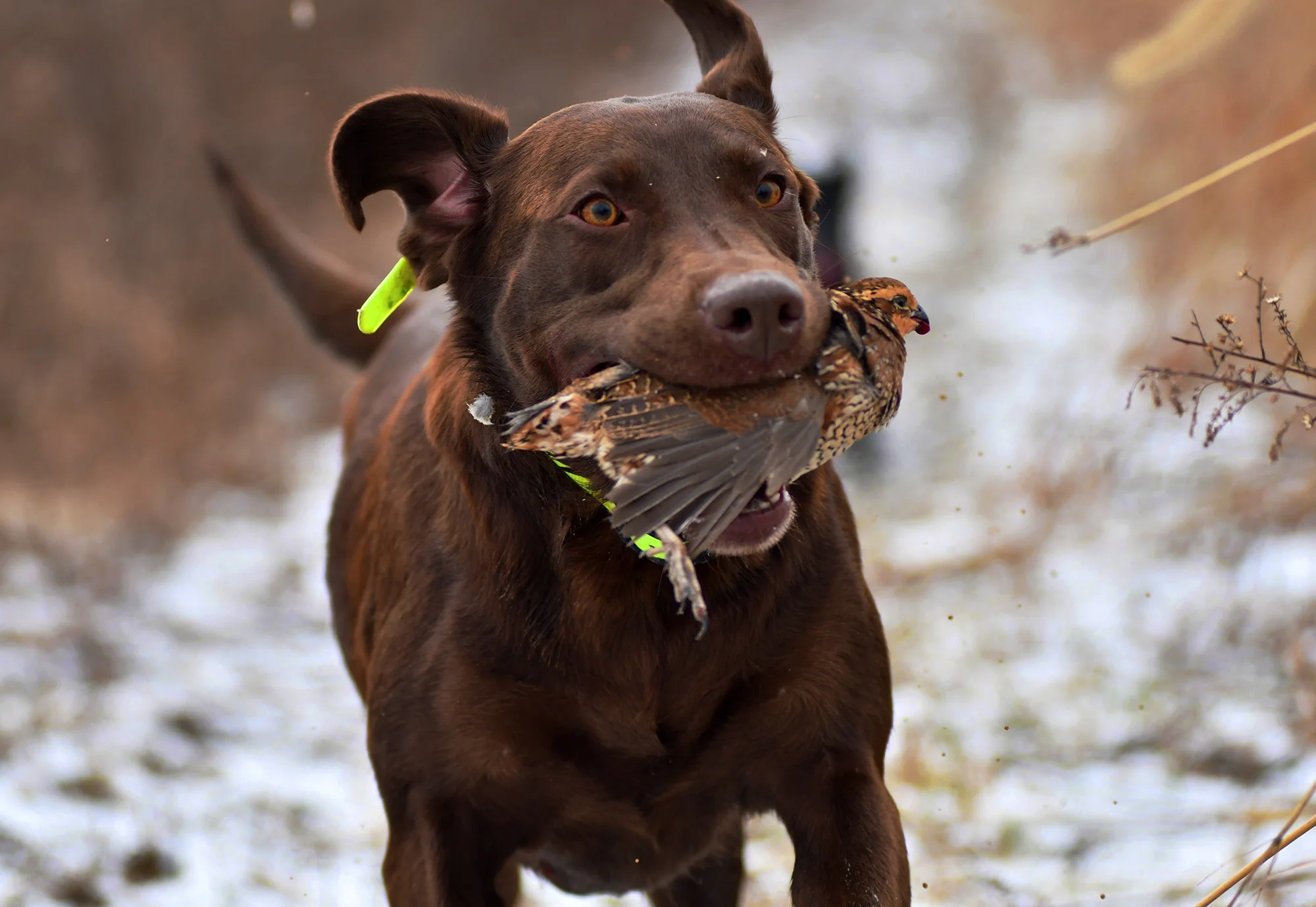  Birds that are brought down by the hunters at Monigold’s are retrieved by dogs like Gwen and are then gathered up by their guides to be counted and cleaned at the end of the hunt. 