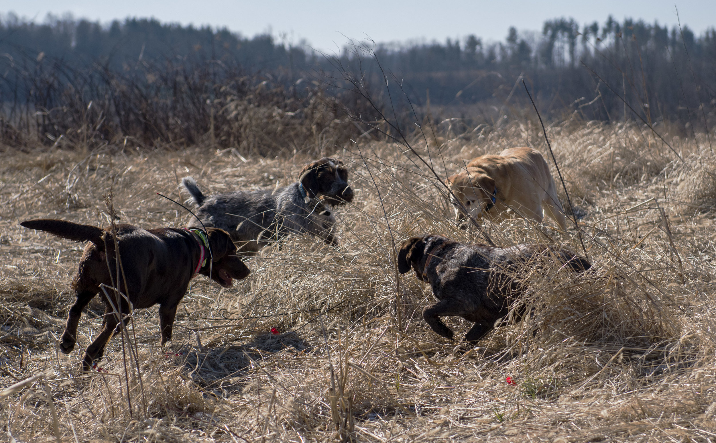  Multiple dogs encircle the hiding place of a doomed bird as the hunters close in. Once the guides give the call the dogs will flush the bird from its hiding place and hopefully, it will fly straight upwards where the hunters can get a proper shot at