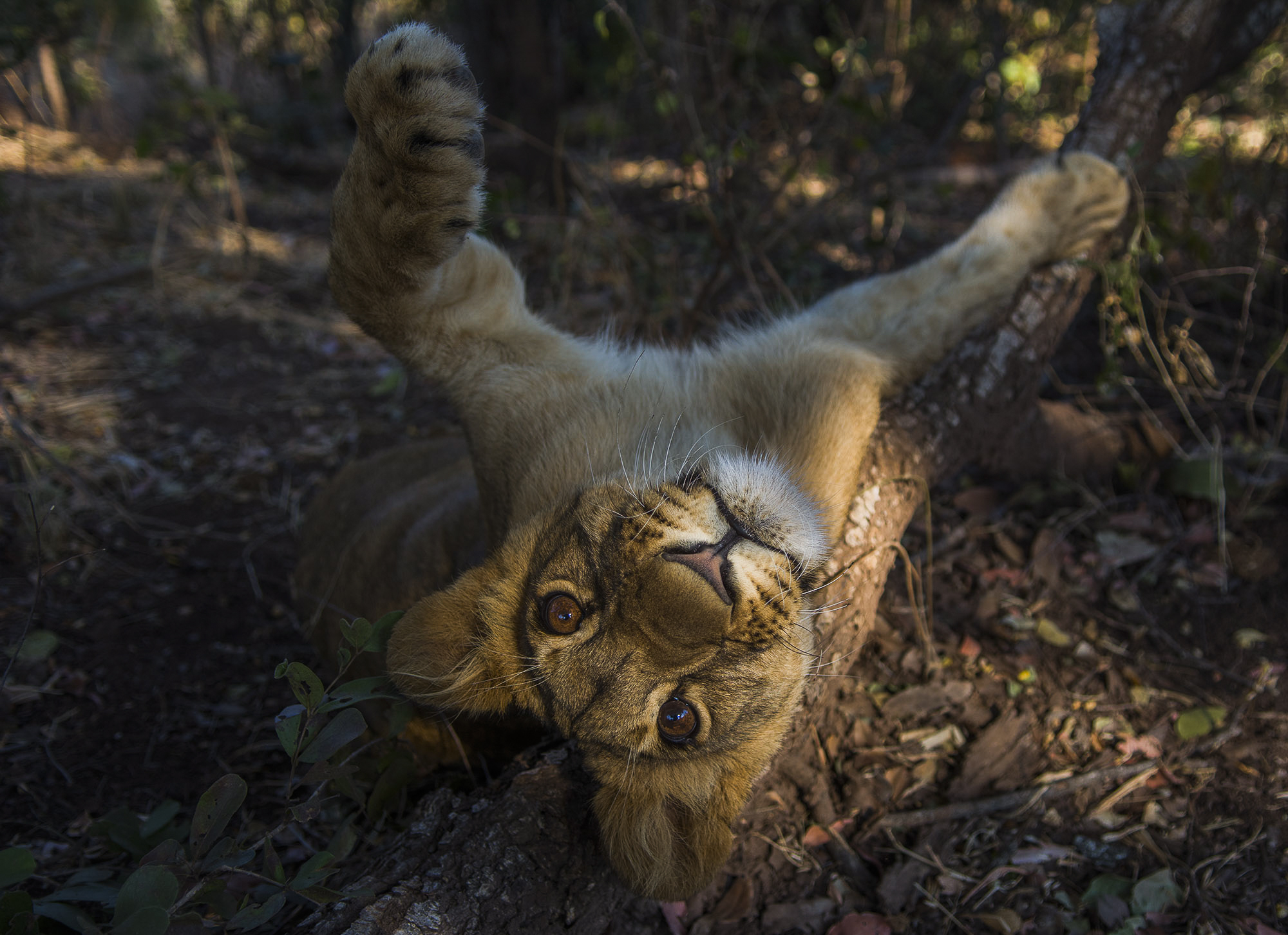  Liuwa is one of four cubs at the African Lion and Environmental Research Trust, or ALERT, and African Impact branch in the Victoria Falls area. She and her siblings are animal ambassadors of a sort who are the first stage in a five-part reintroducti