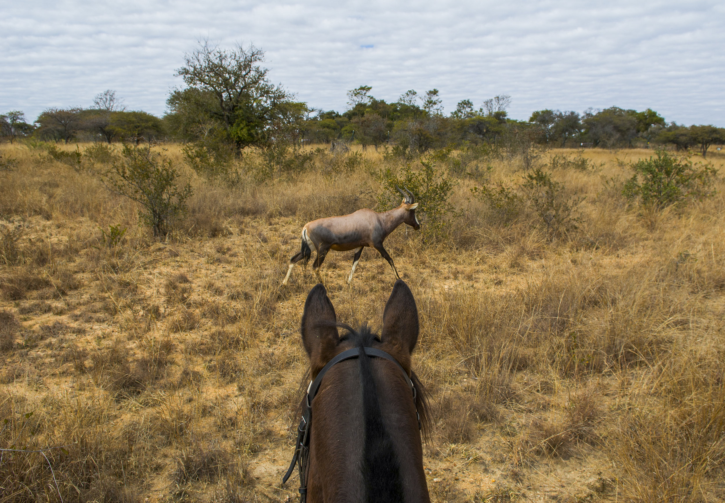  This unusual creature is a wild hybrid of a Red Hartebeest and a Blesbok. He lives in Antelope park, an almost 10,000 acre reserve in central Zimbabwe and the birthplace of African Impact and ALERT. 