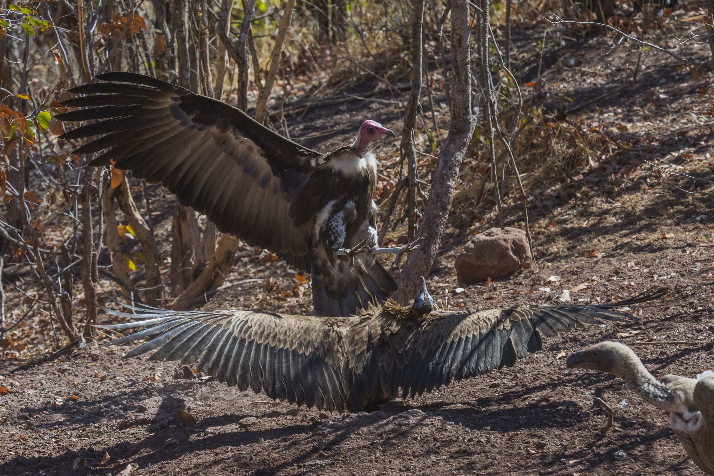 Vultures have played an unwilling conspirator in the decline of lion populations across Africa. Farmers and ranchers have lost livestock to lions for thousands of years and up until recently the only way of retribution was to hunt the culprits with 