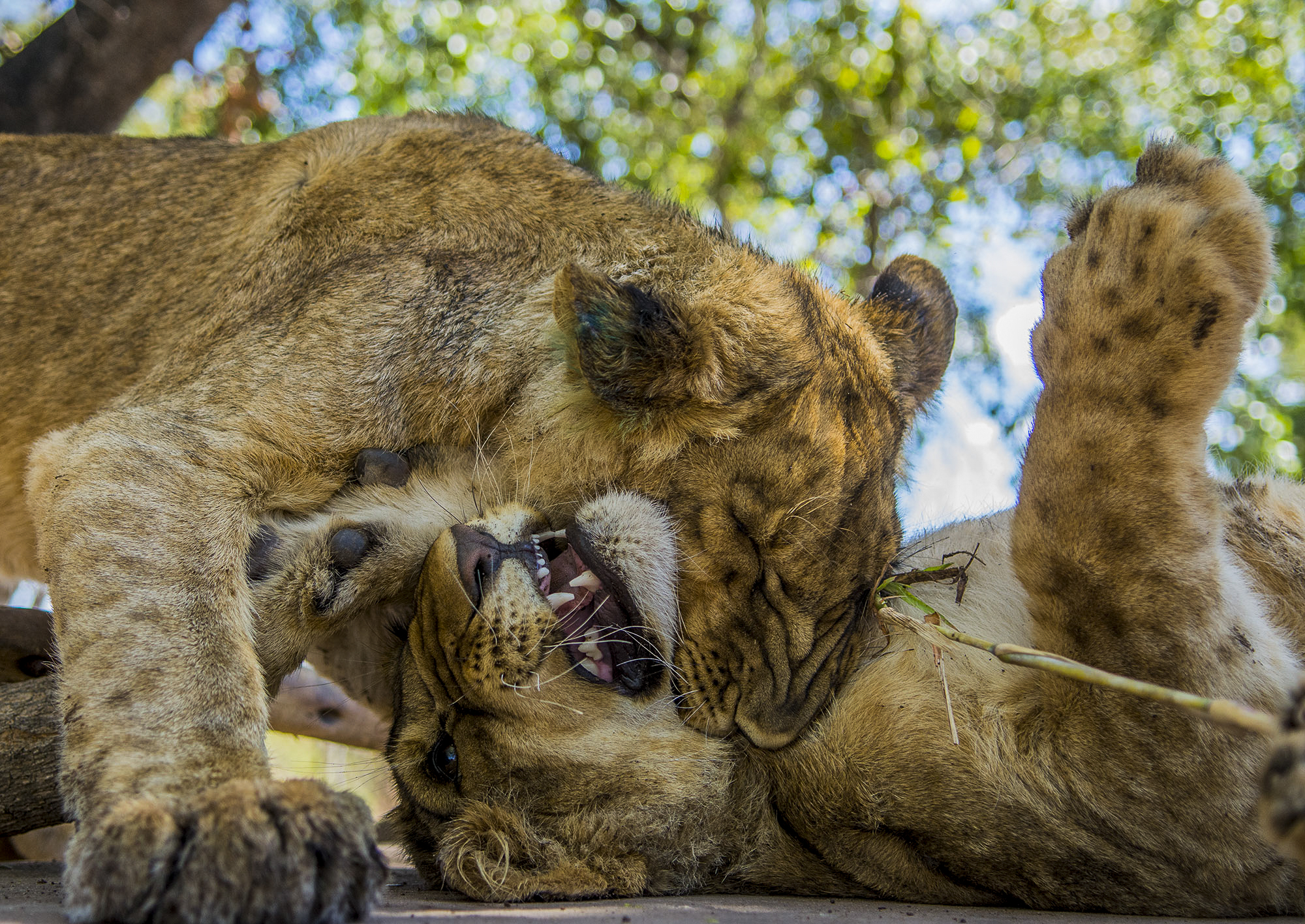  Sibling scuffles are also fairly common among the cubs. More often than not Liuwa, left, is the antagonizer and her brother, Lekker, is a prime target. 