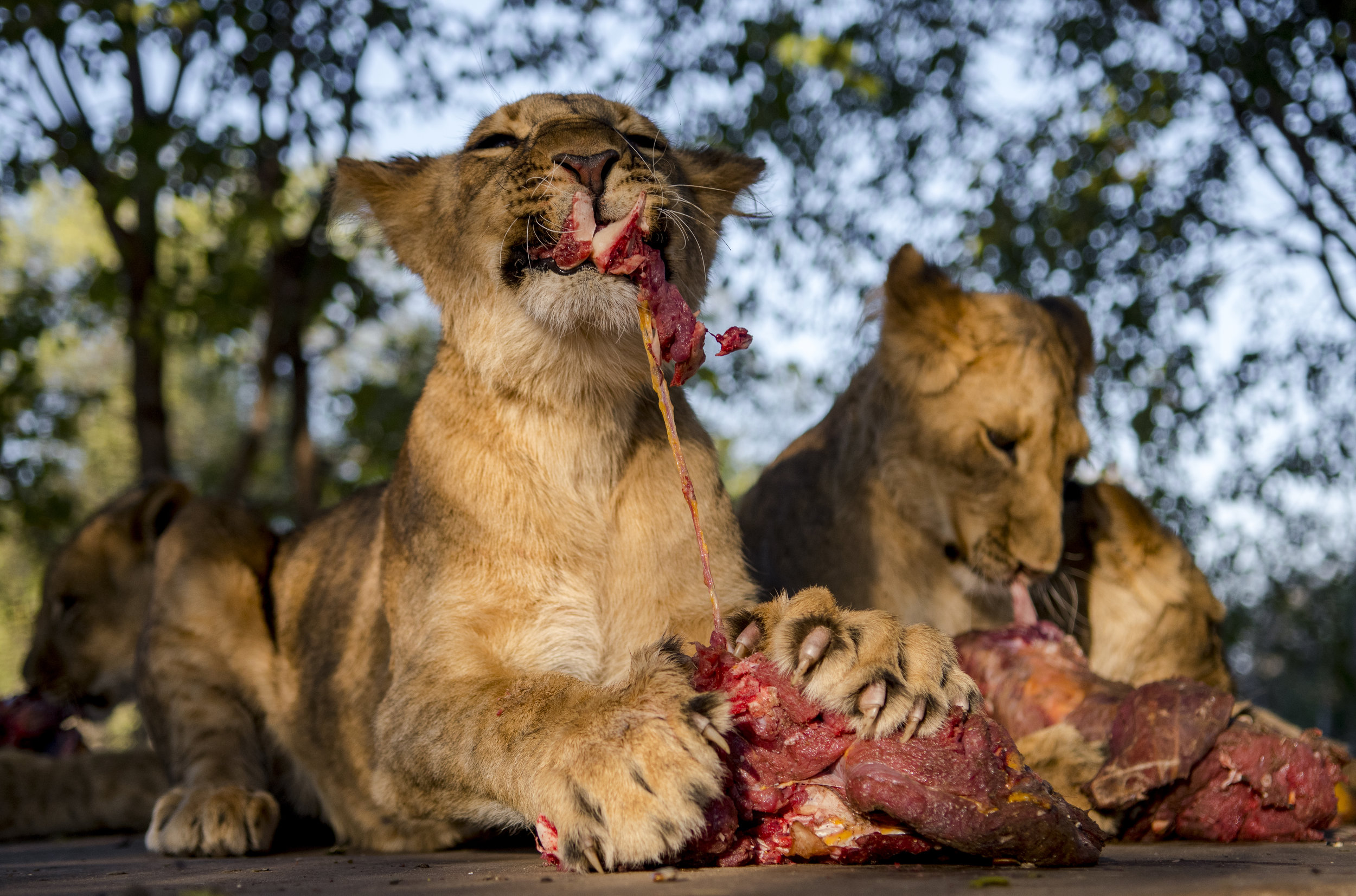  Feeding time is a voracious affair as the cub's bolt down as much meat as they can as fast as they can. In the wild, they would normally have to go for days without eating so the caretakers mimic this by feeding them every two to three days. 