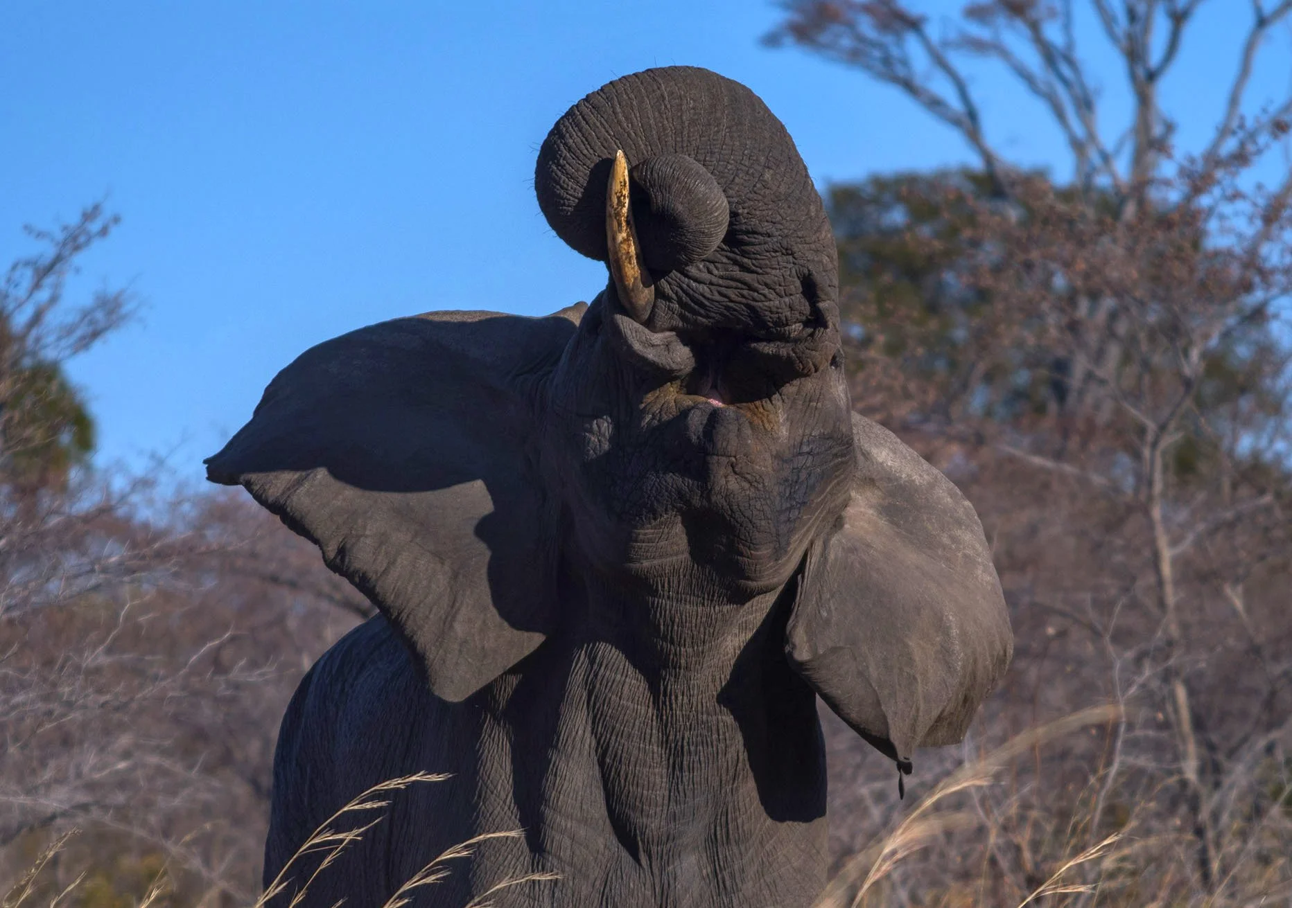 elephantdisplaymale copy.jpg