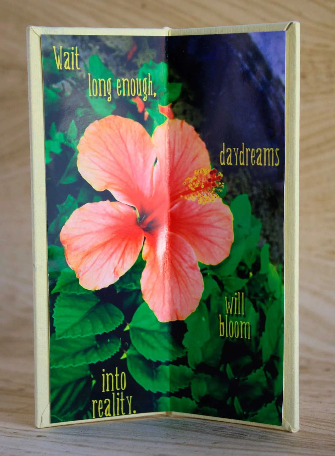 Hibiscus-upright-open.jpg