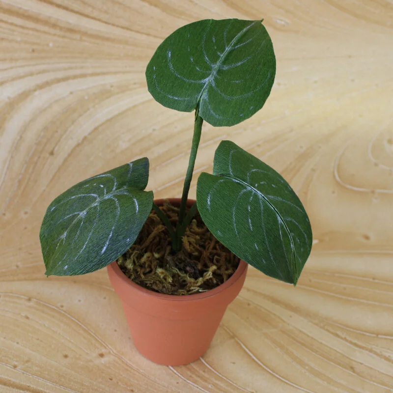 MINI POTHOS PHILODENDRON PAPER PLANT IN TERRACOTTA POT  PAPERCRAFT  MIRACLES LLC
