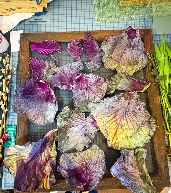 Cabbage leaves being dried for papermaking