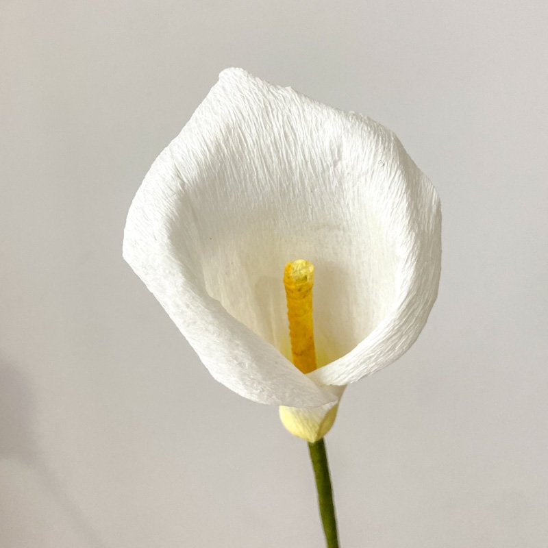 NEW PCM CALLA LILLY 2.jpg