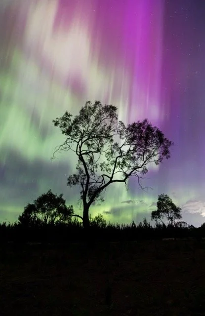 Silhouette of trees against a colorful aurora australis sky at night.