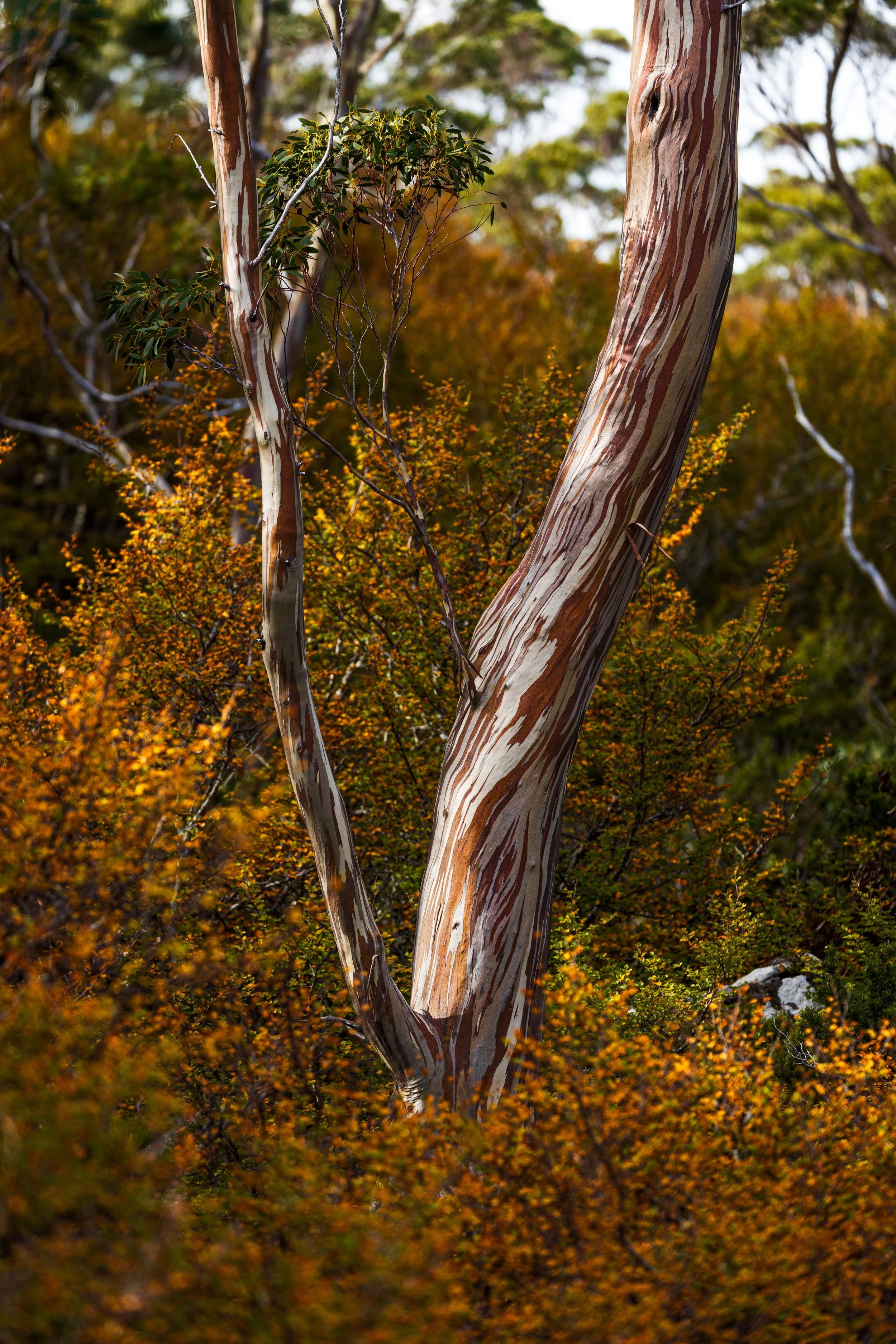 _B7A8331-Edit (Custom).jpg