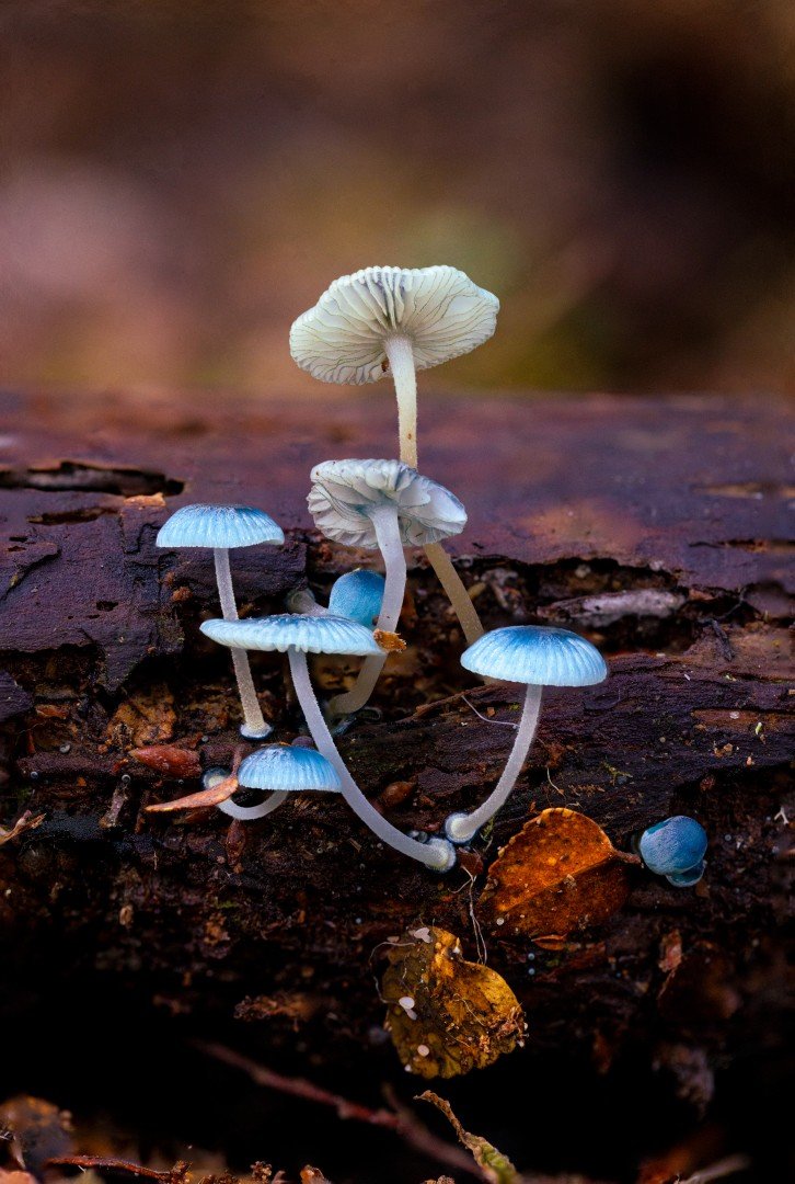 _B7A7028 (Large).jpg