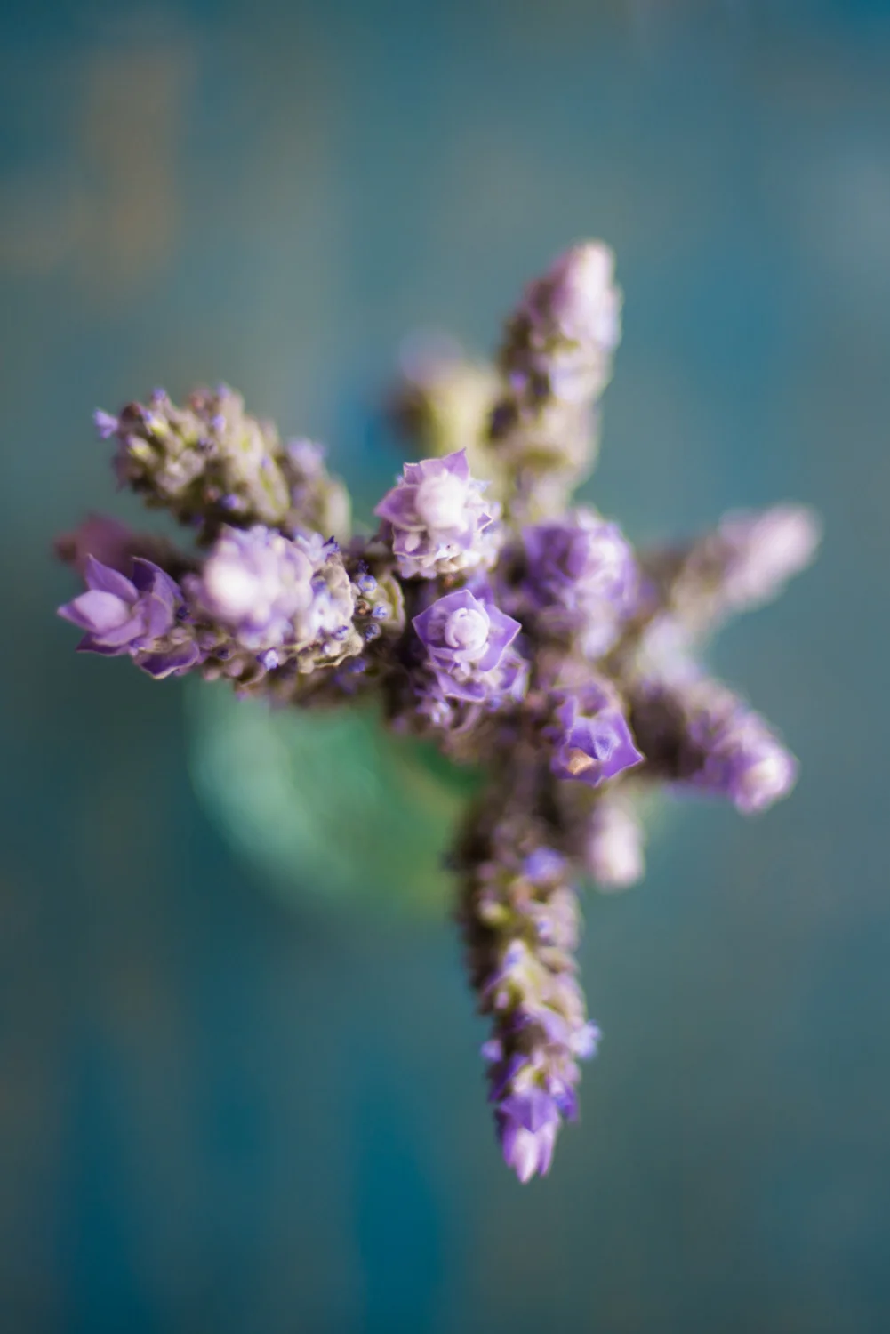 sydney-northern-beaches-lifestyle-photographer-lavendar