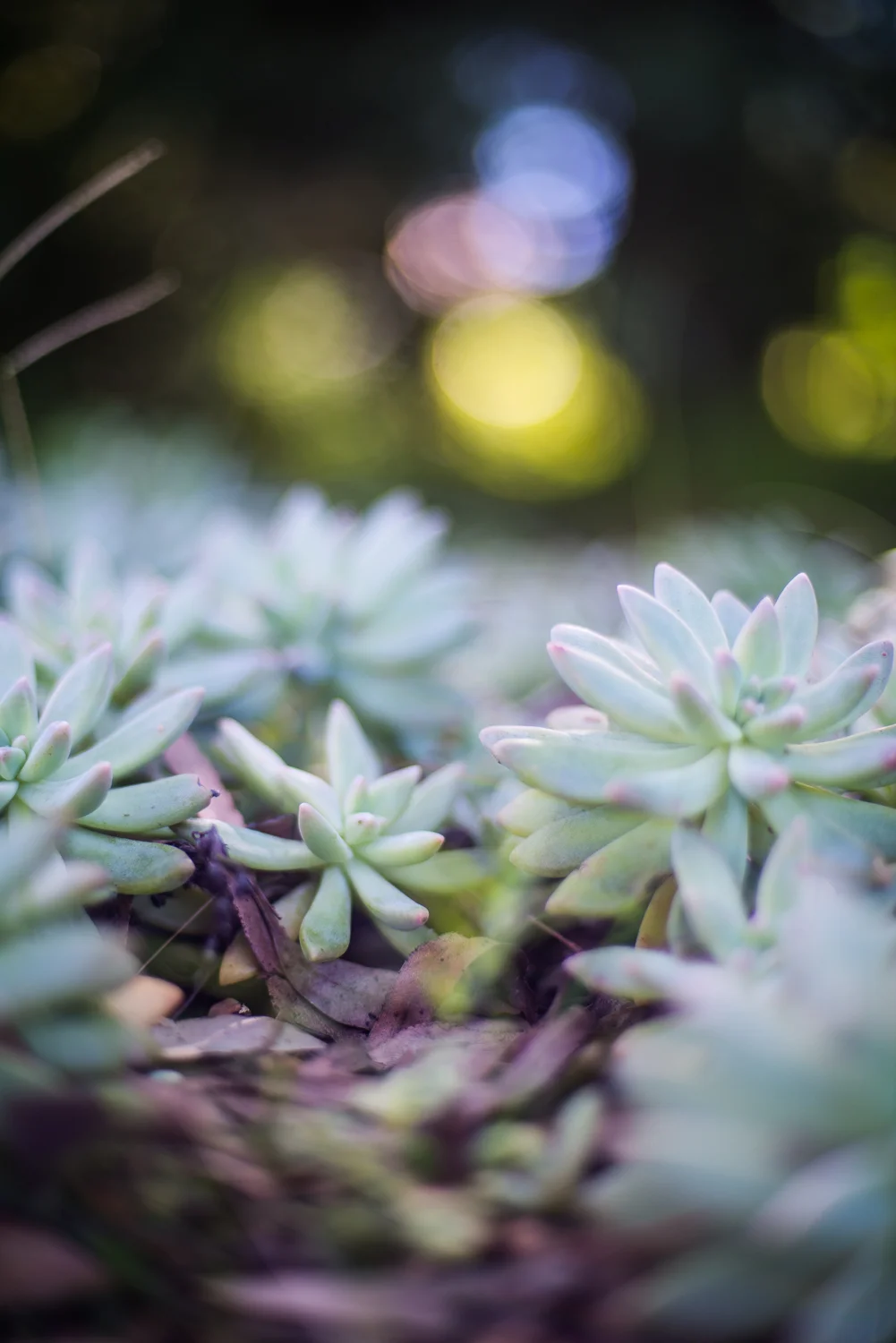 cindycavanagh-sydneyphotographer-longgrass (10 of 47).JPG