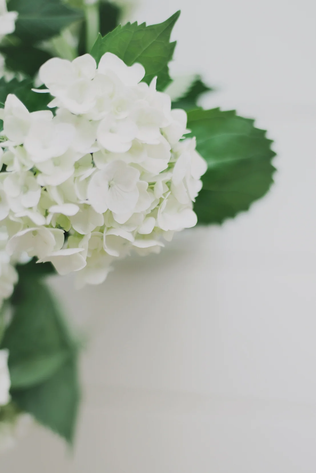 australian-still-life-photographer-hydrangeas