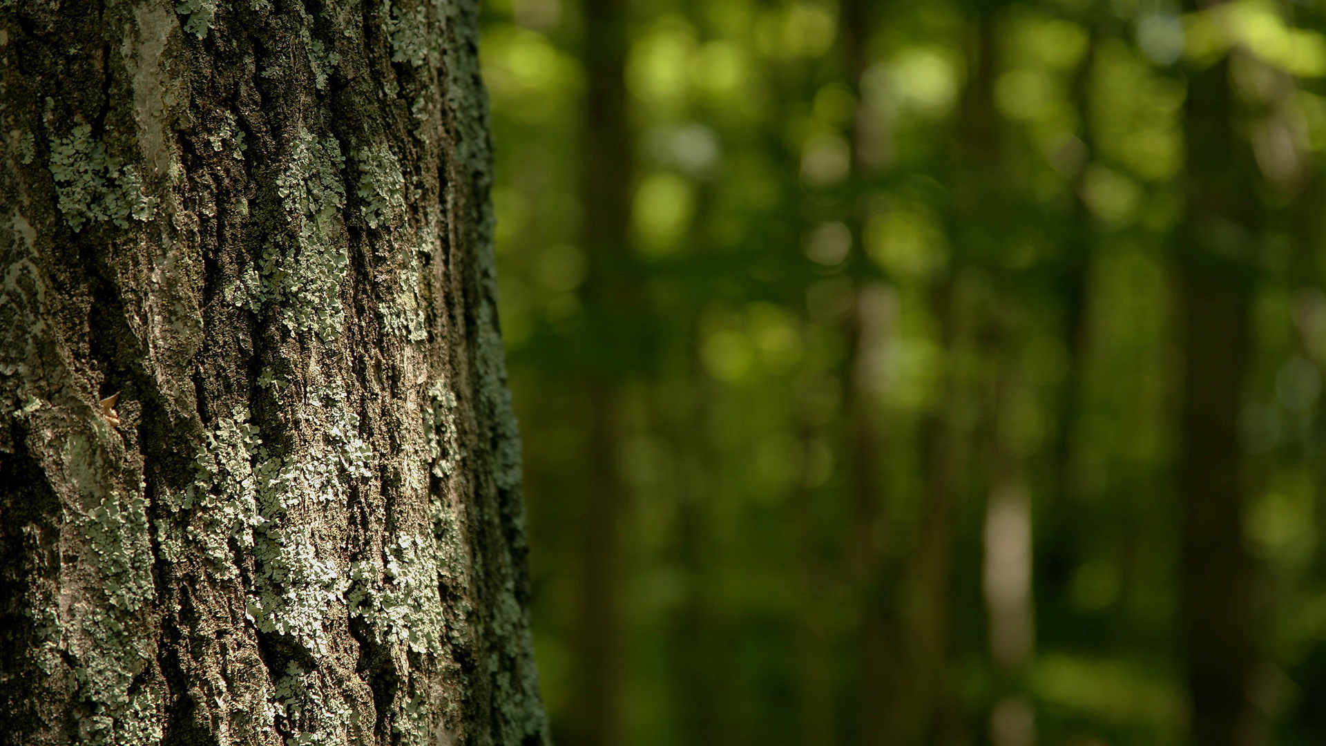 Pine-Tree-Photography.jpg