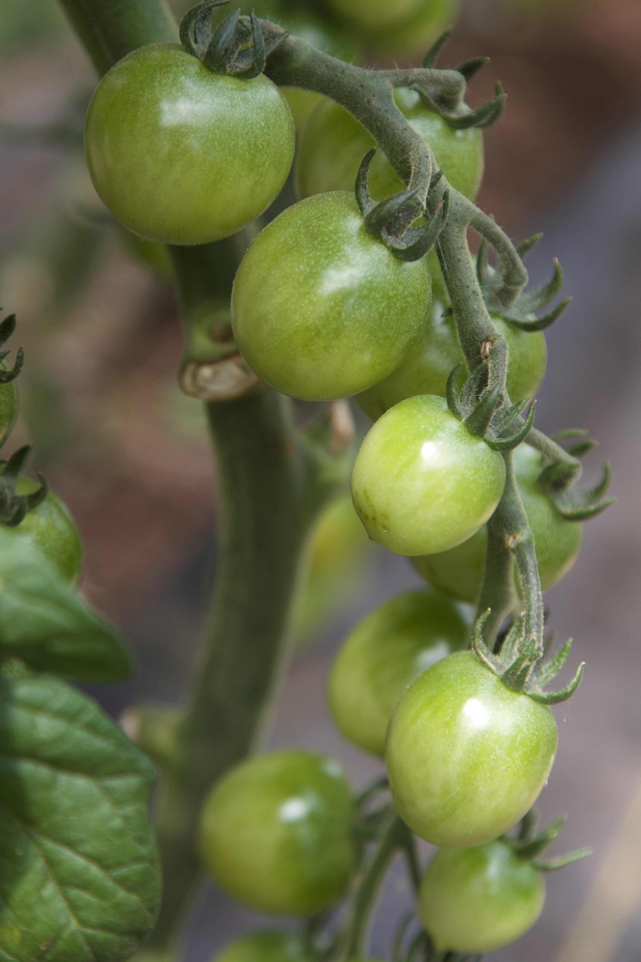 green tomato.jpg