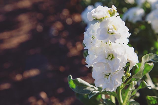 the farm is starting to explode with flowers and it’s taking my breath away. pretty hard to focus when all we want to do is stare at these beauties all day... 💐
