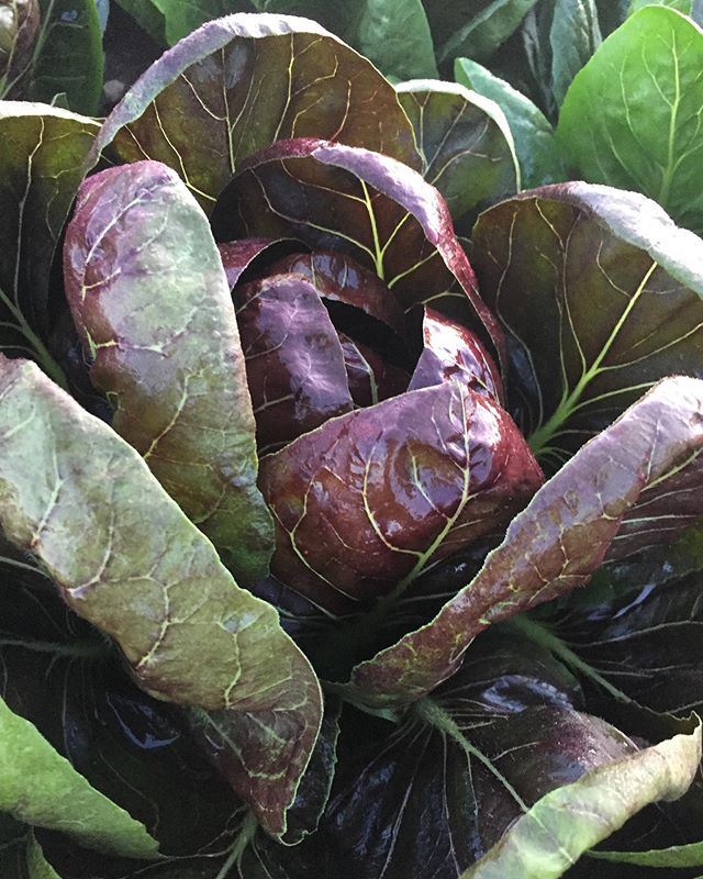 “With one mind, we turn to honor and thank all the Food Plants we harvest from the garden. Since the beginning of time, the grains, vegetables, beans and berries have helped the people survive. Many other living things draw strength from them too. We gather all the Plant Foods together as one and send them a greeting and thanks.
Now our minds are one.” -part of a Haudenosaunee ‘thanksgiving’ address
Feeling grateful for all the plants that have grown and continue to grow on our farm this year. The farm has given us so much, and even more to come—like this 🤯radicchio 🥰