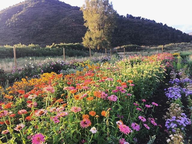 Here&rsquo;s a little beauty for your feed from last summer. We don&rsquo;t really do many flower sales, so I&rsquo;m trying to convince myself to scale down the flower garden this year to make room for more veggies. But then I look through my photos