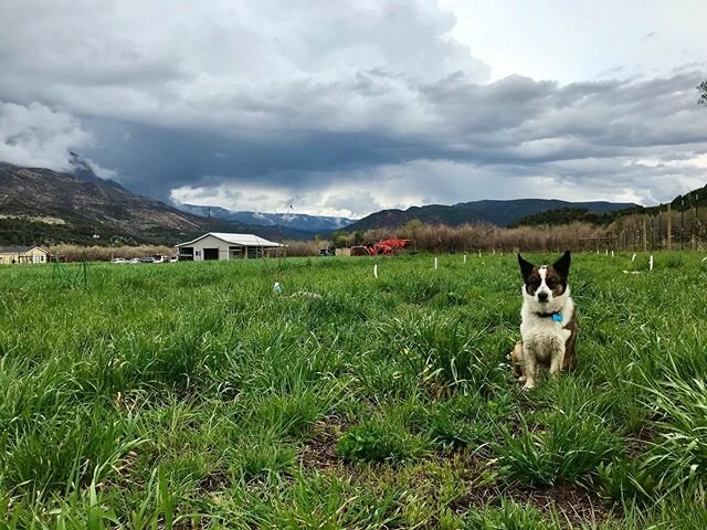Mr. Murphy, our farm guardian. #farmpup #dogsofinstagram #floof