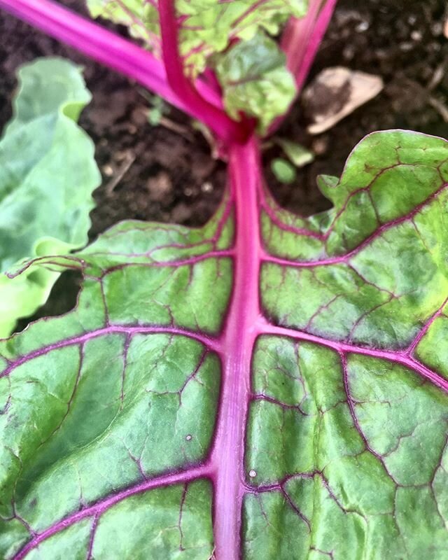 Stoke is high amongst our team (and the chard) for our first CSA pick-up of the season next week!! #eatlocal .
.
.
#communitysupportedagriculture #csa #knowyourproduce #knowyourfarmers 📷 @quartzhues