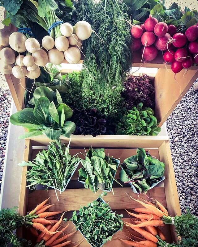 First-big-harvest-day-of-the-season abundance! #eatup #eatlocal #veggies #csa #csabox #farmingsimulator