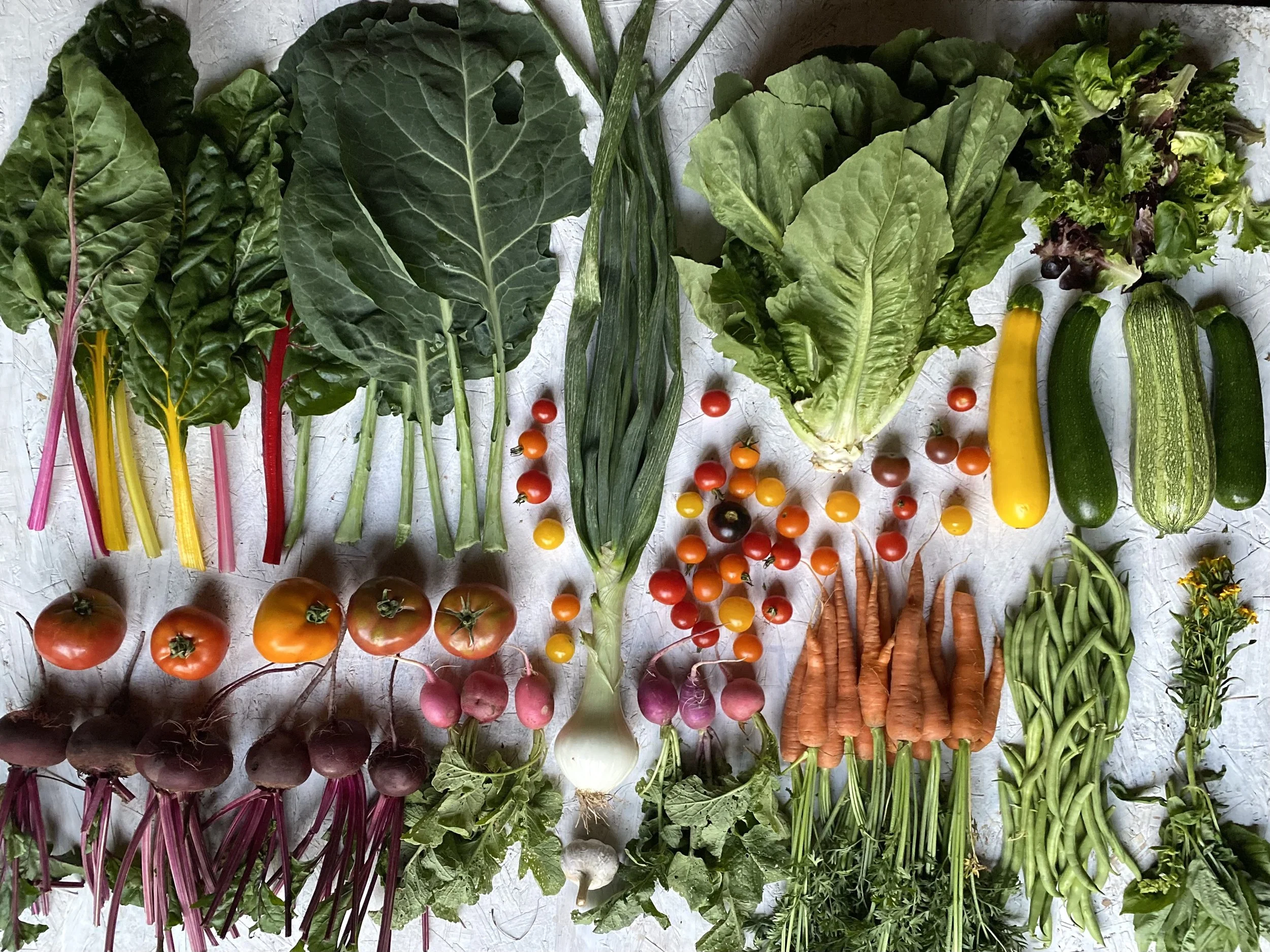 Two Roots Farm CSA — Two Roots Farm