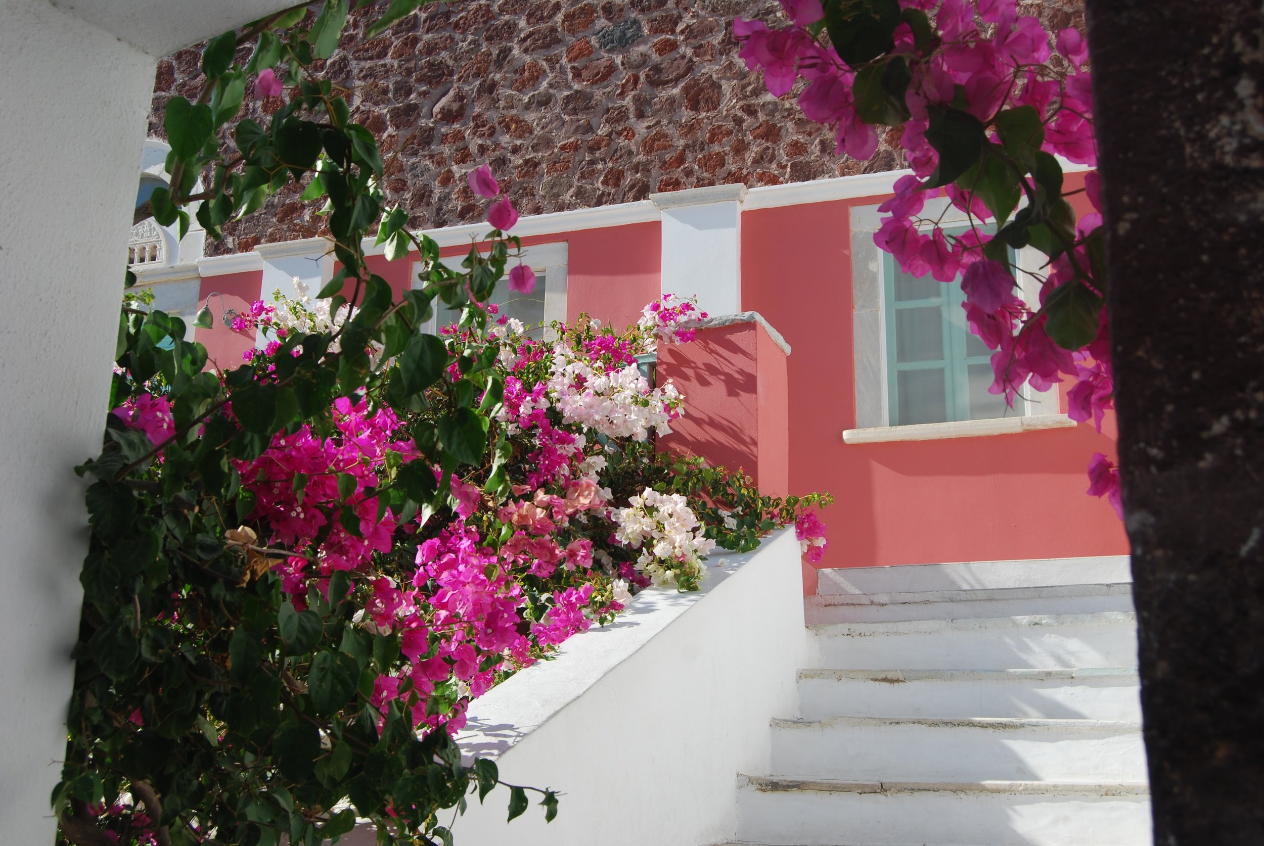 Bougainvillea, Oia, Greece