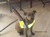 Assisstance dog, Molee