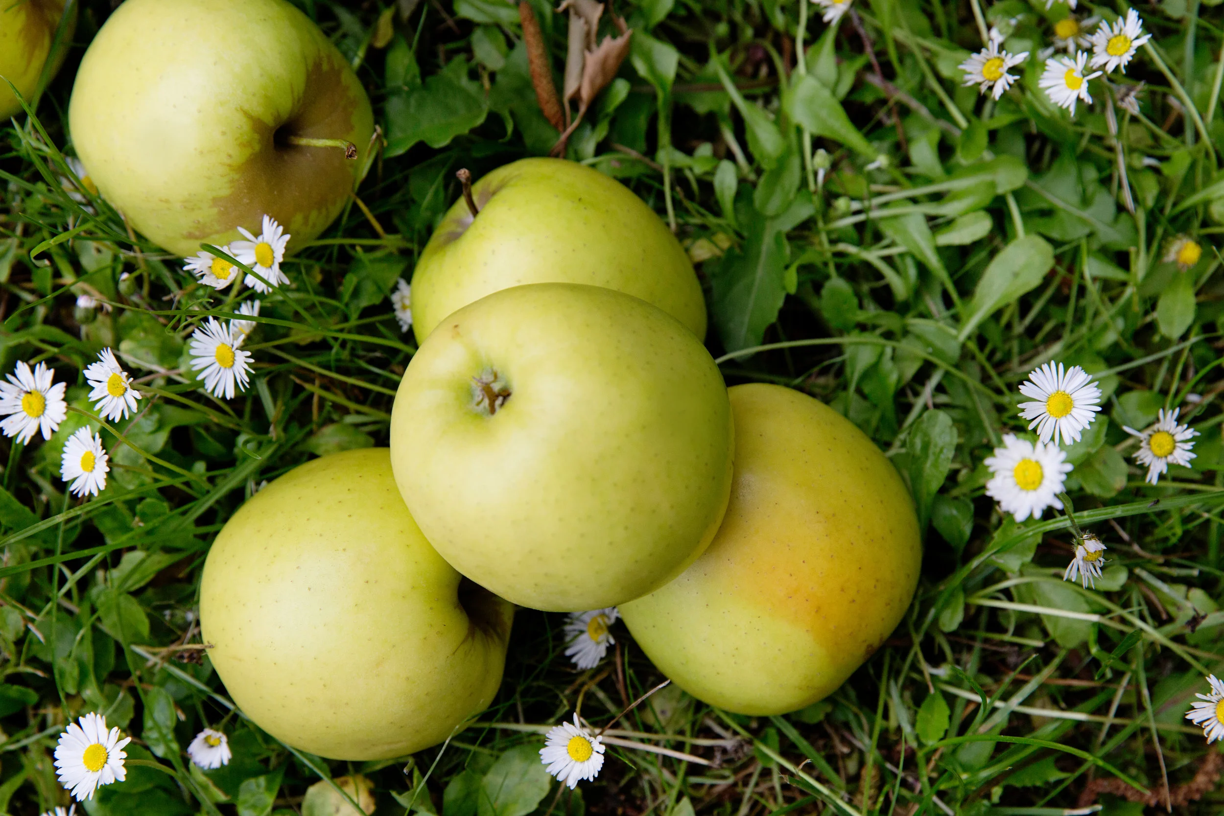 Golden Delicious Apples