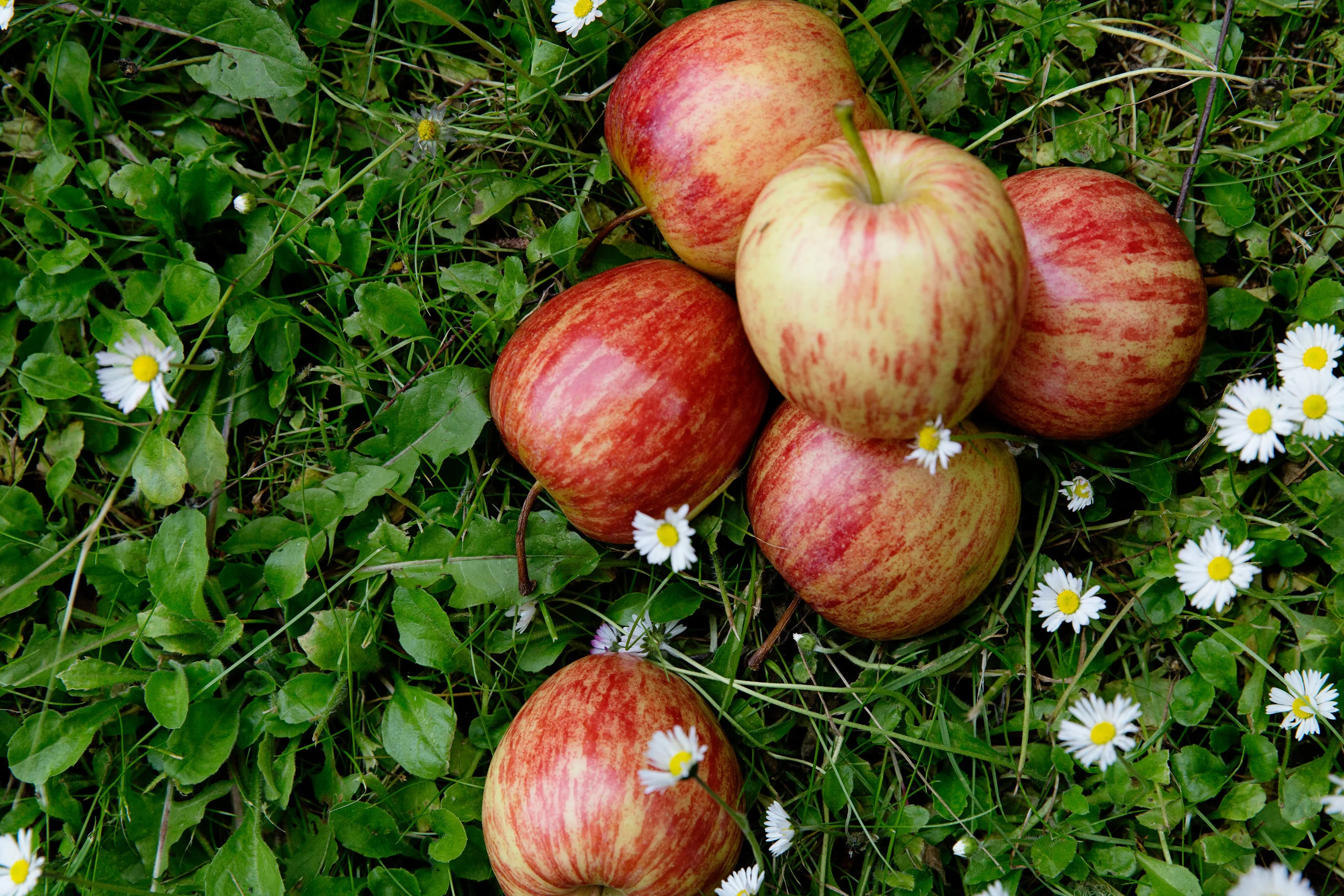 Gala Apples