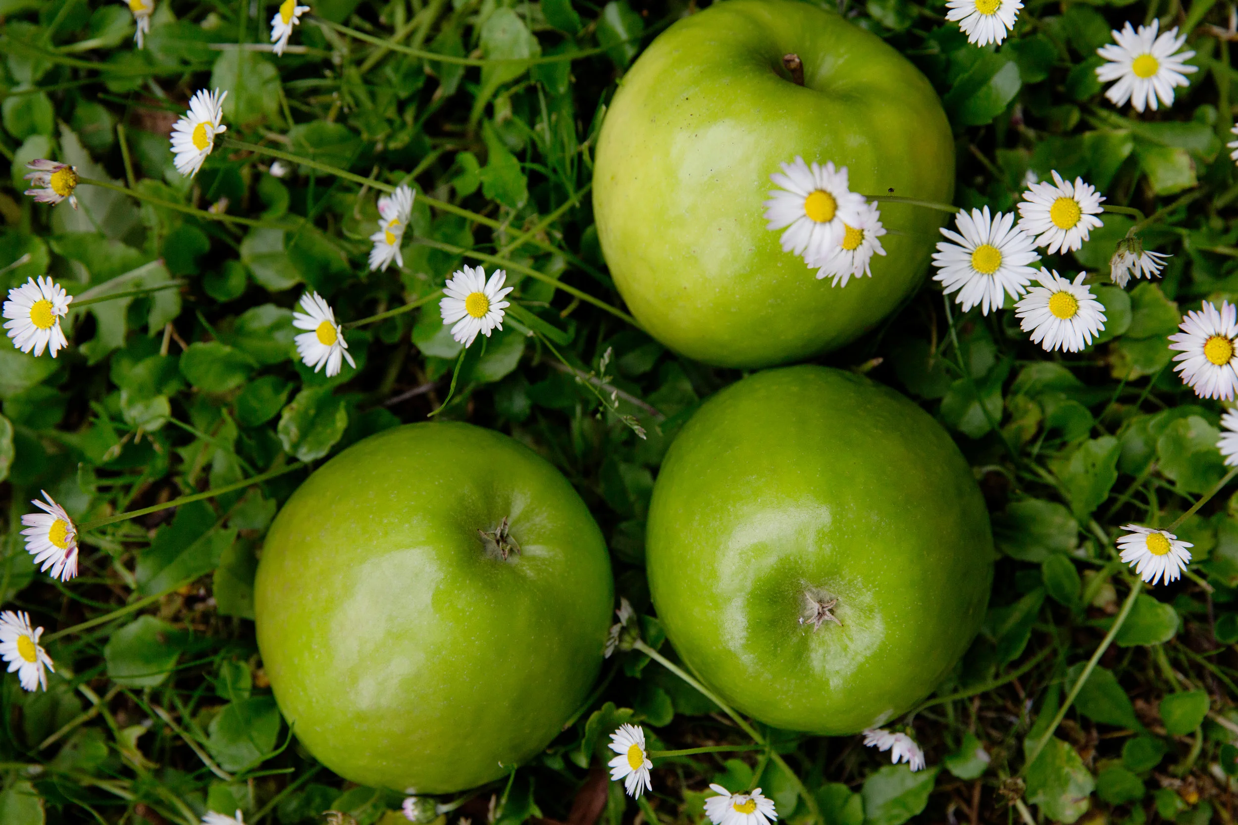 Granny Smith Apples