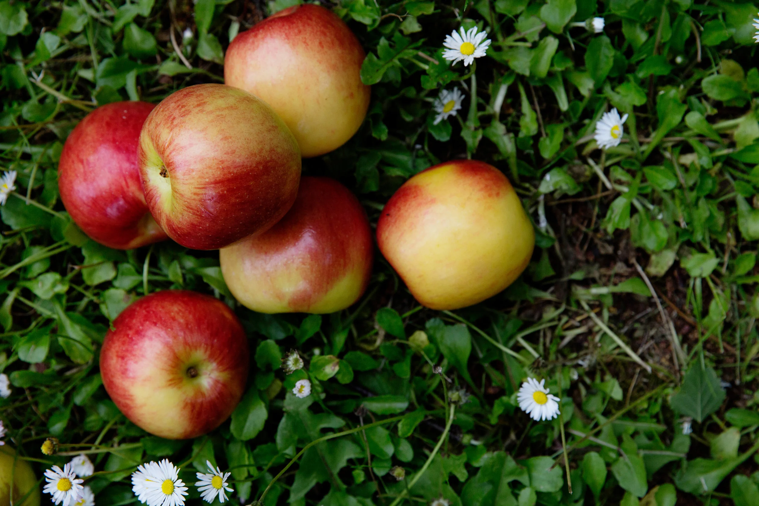Fuji Apples