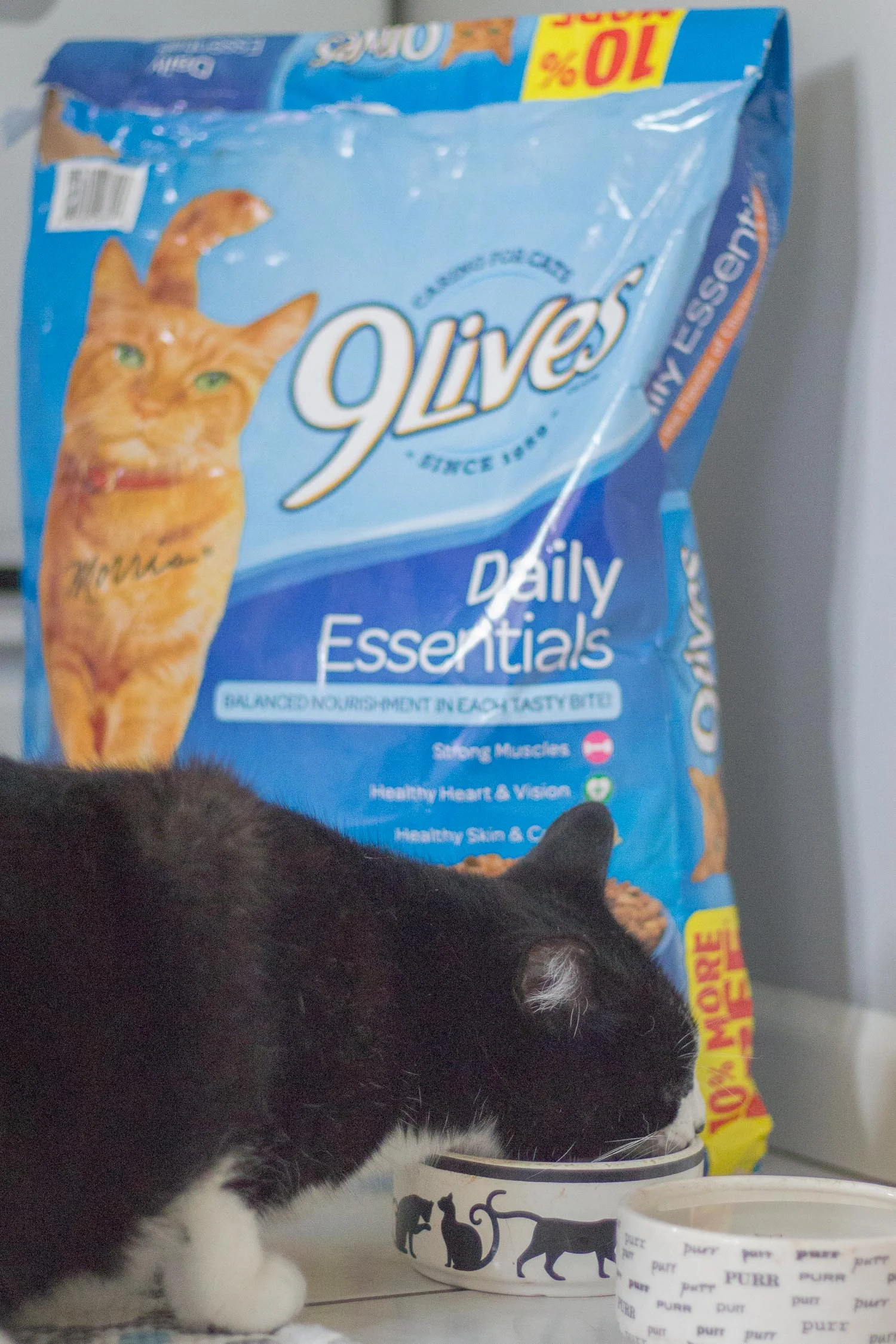 cat-care-tips.jpg