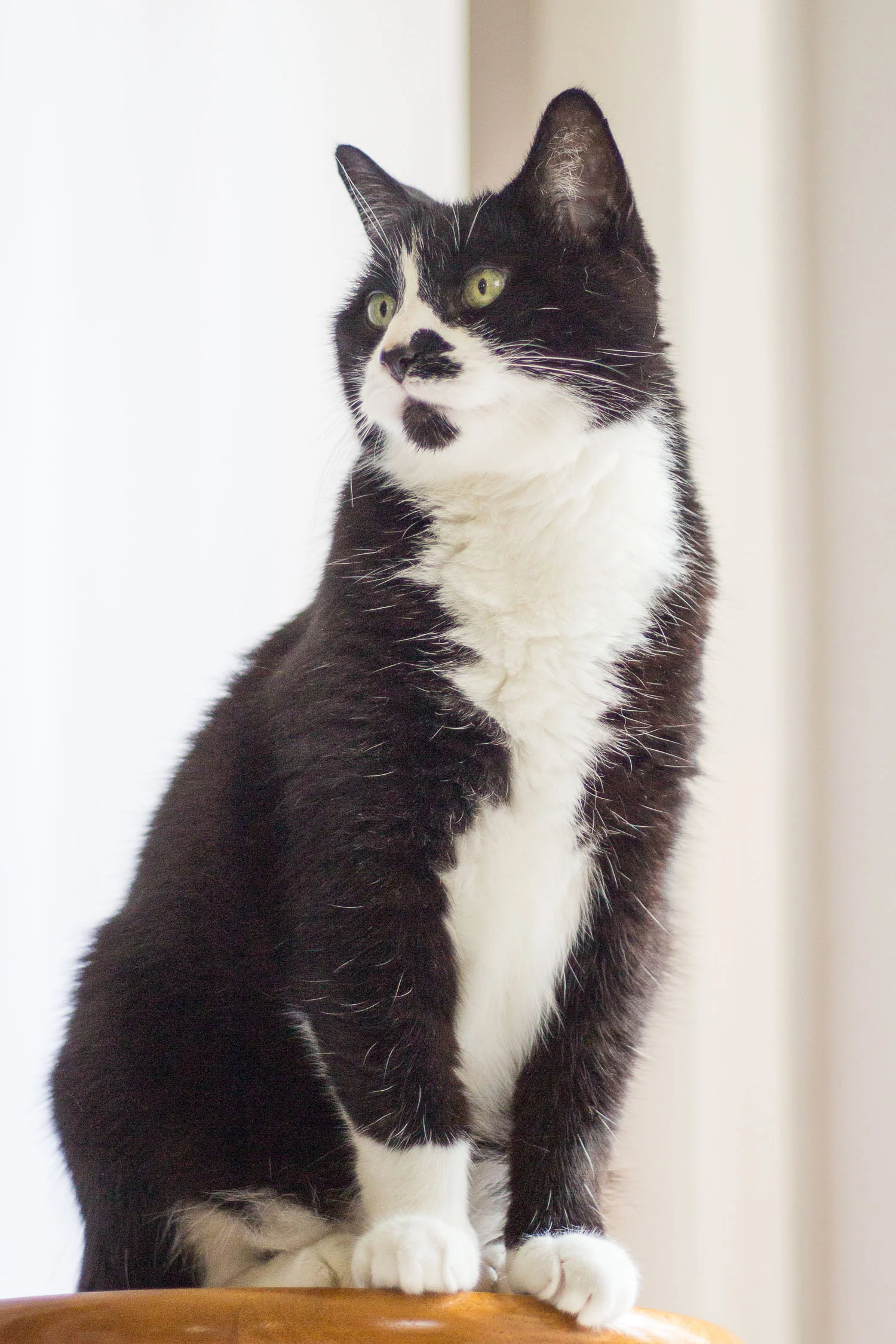 cute-cats-and-kittens.jpg