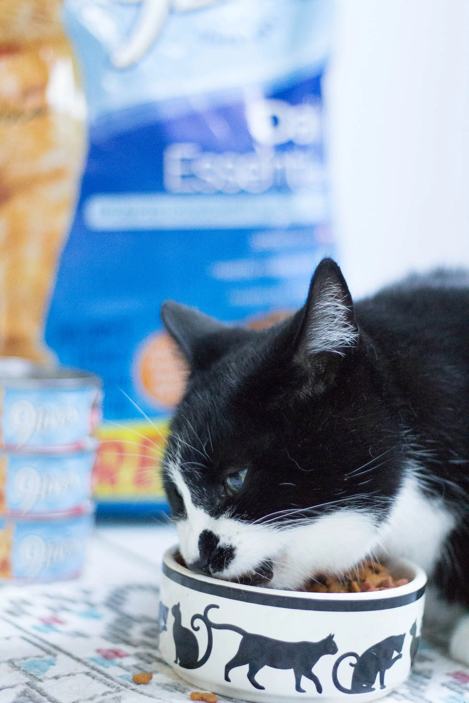 what-do-cats-like-to-eat.jpg