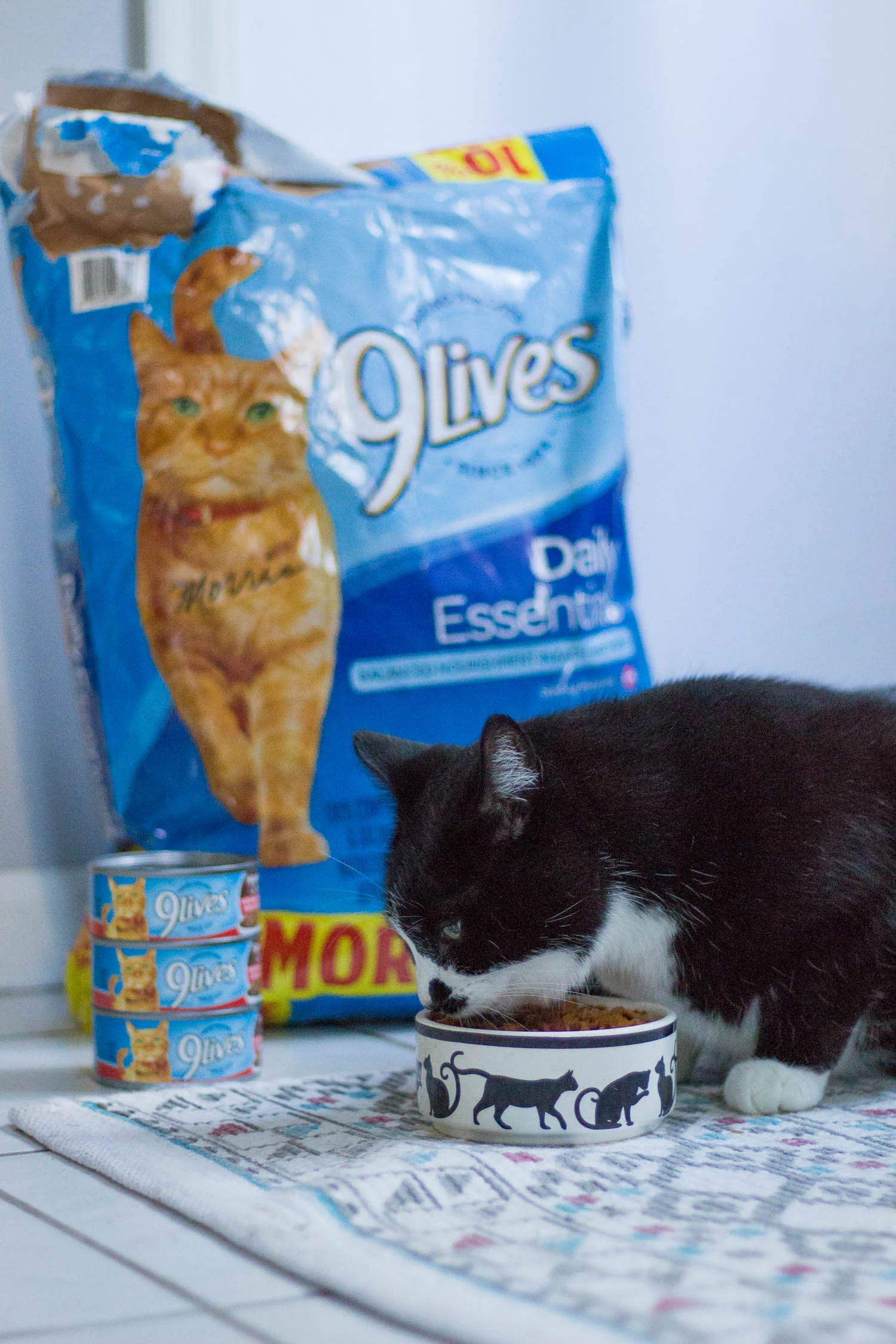 how-to-care-for-a-cat.jpg