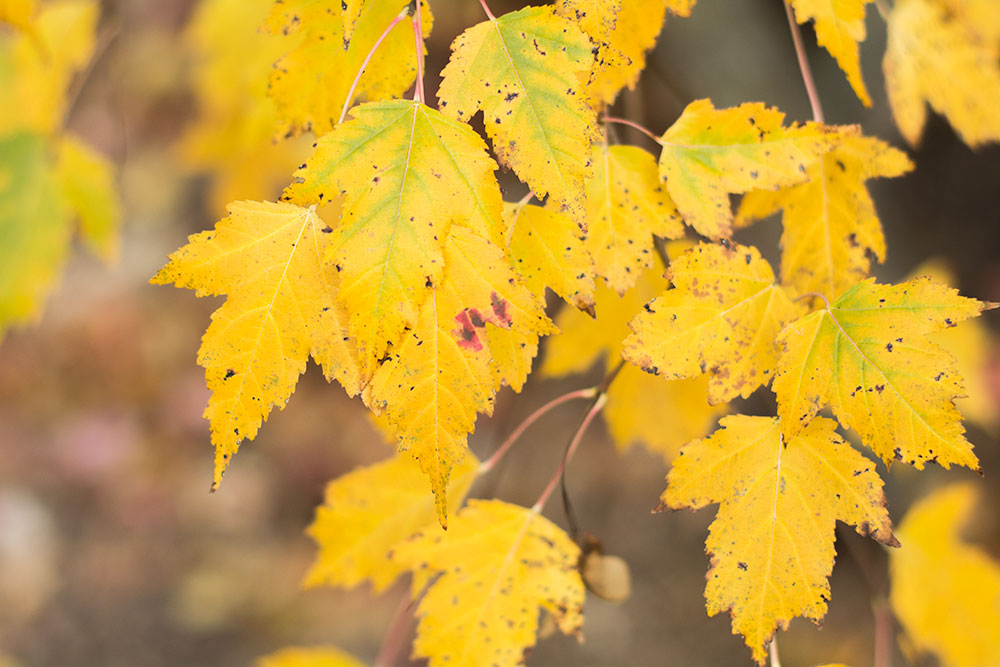 Indoor Leaf Pile | Story Time Tuesday