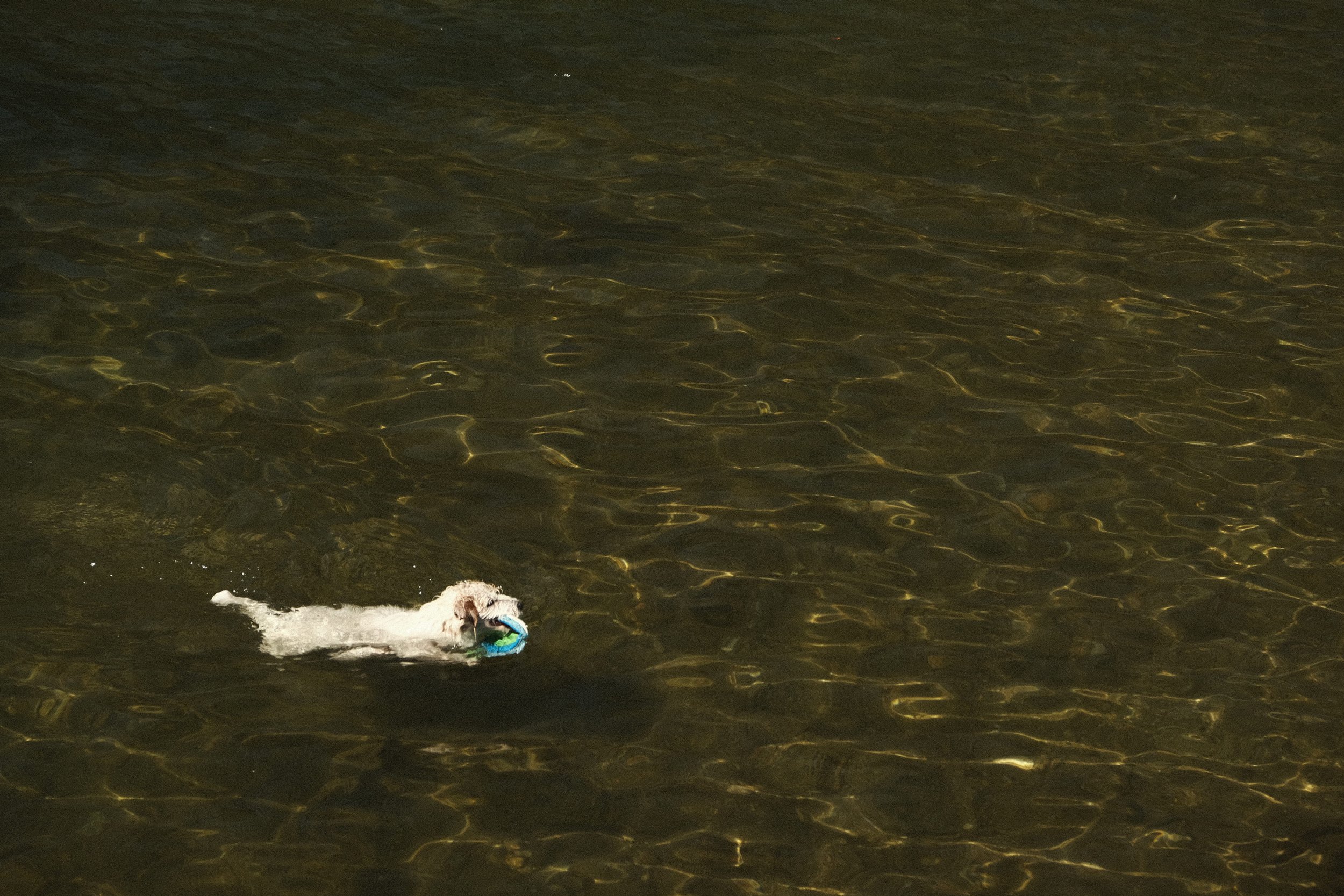 Copy of Chen_Lillian_10_Dogged determination - Lillian Chen.jpg