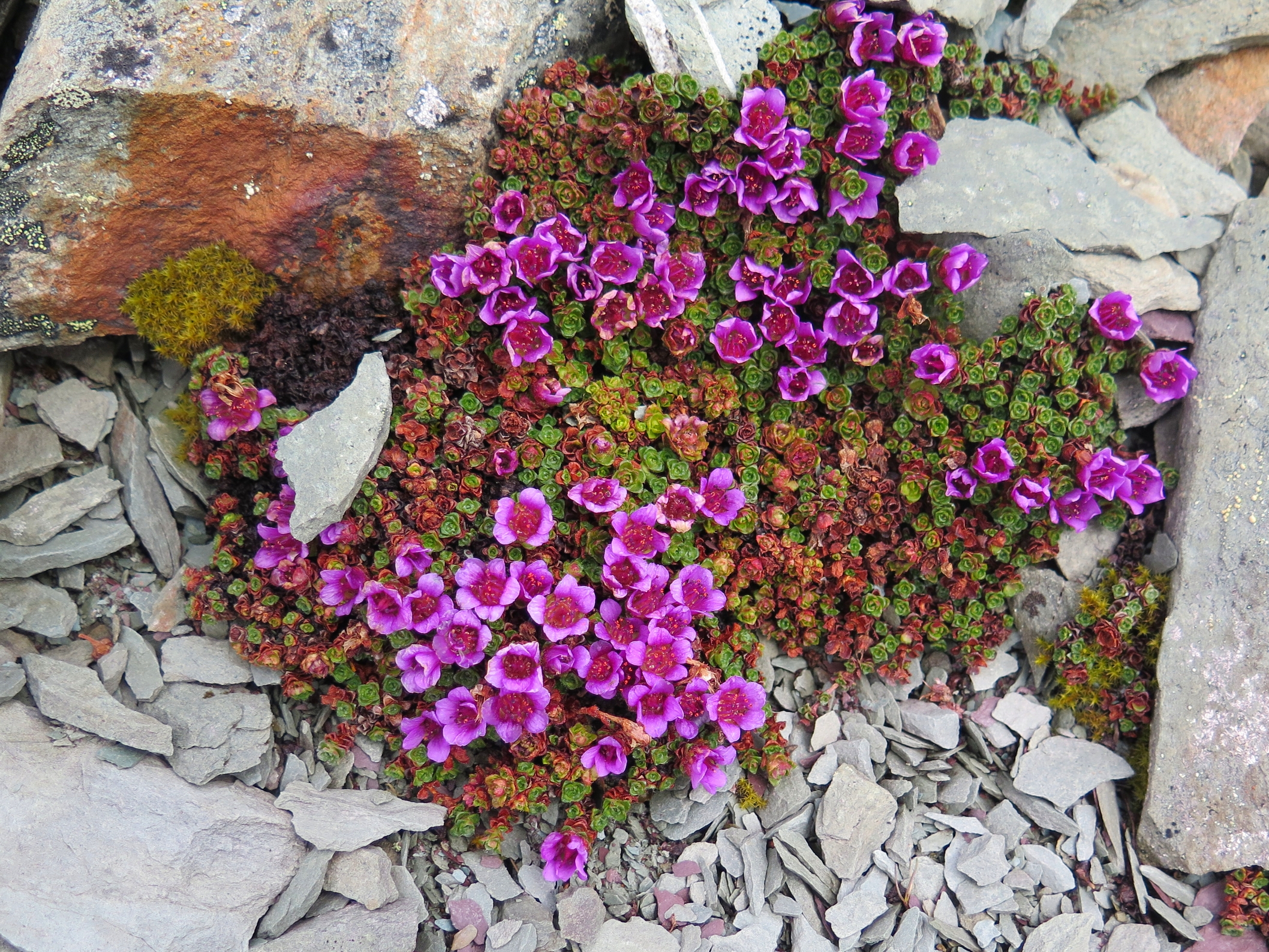 Alpine Azalea